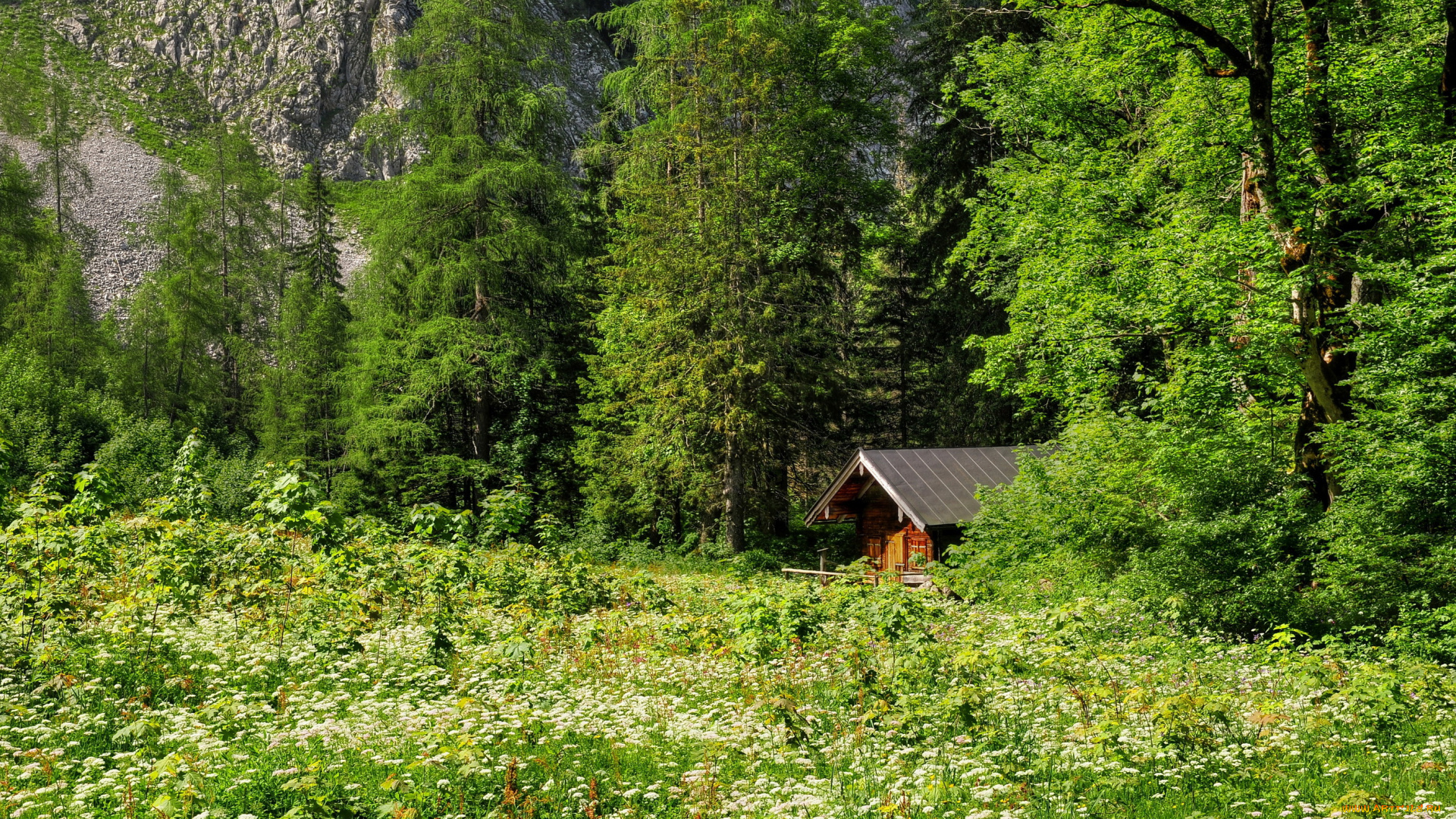 природа, лес, деревья, домик, пейзаж, трава