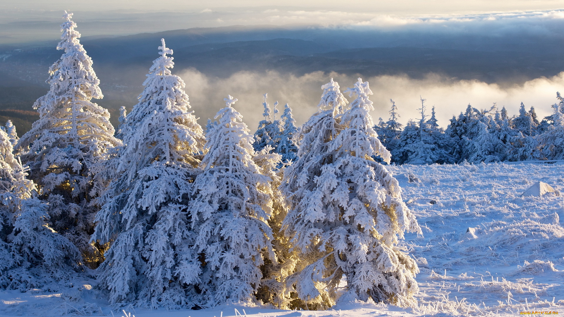 природа, зима, tanne, schnee, brocken, harz, morgen, wolken, winter