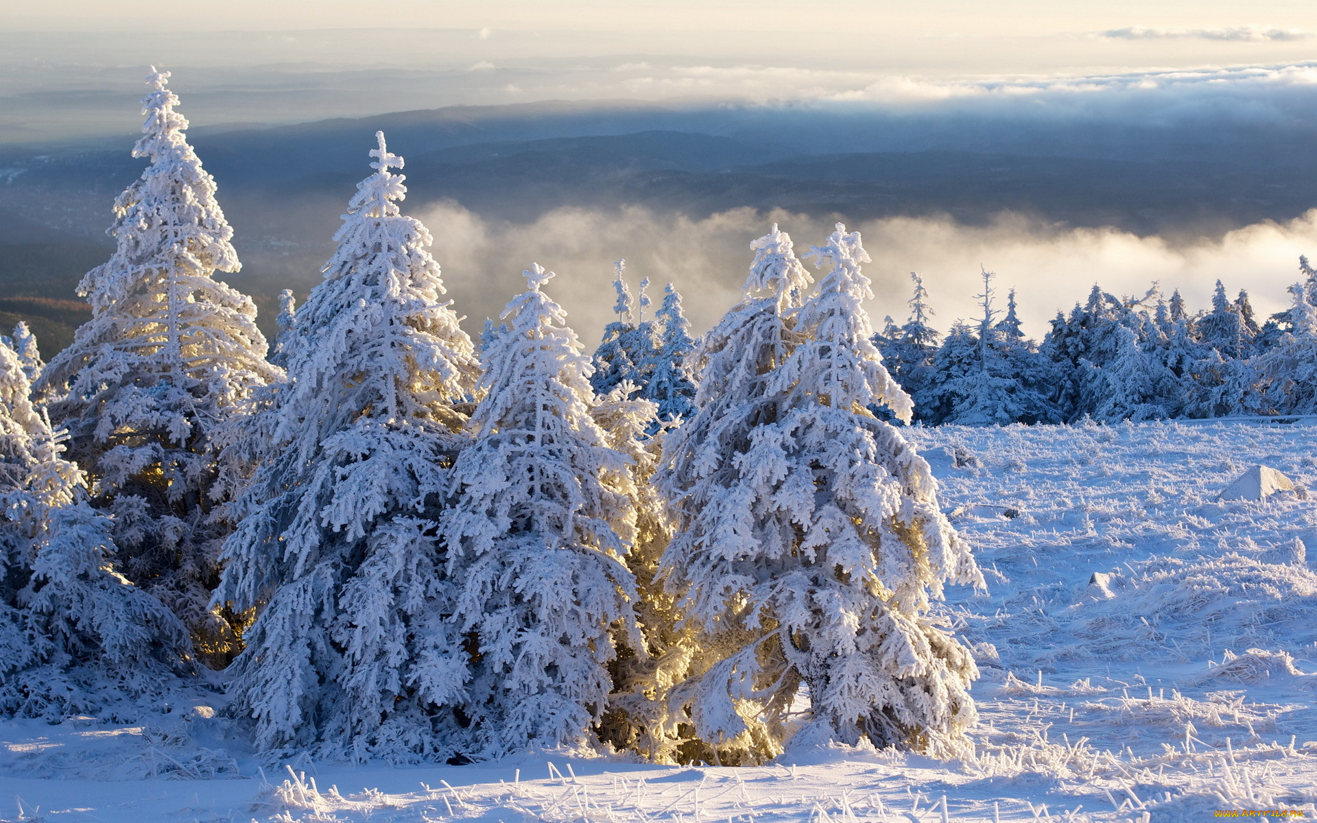 природа, зима, tanne, schnee, brocken, harz, morgen, wolken, winter