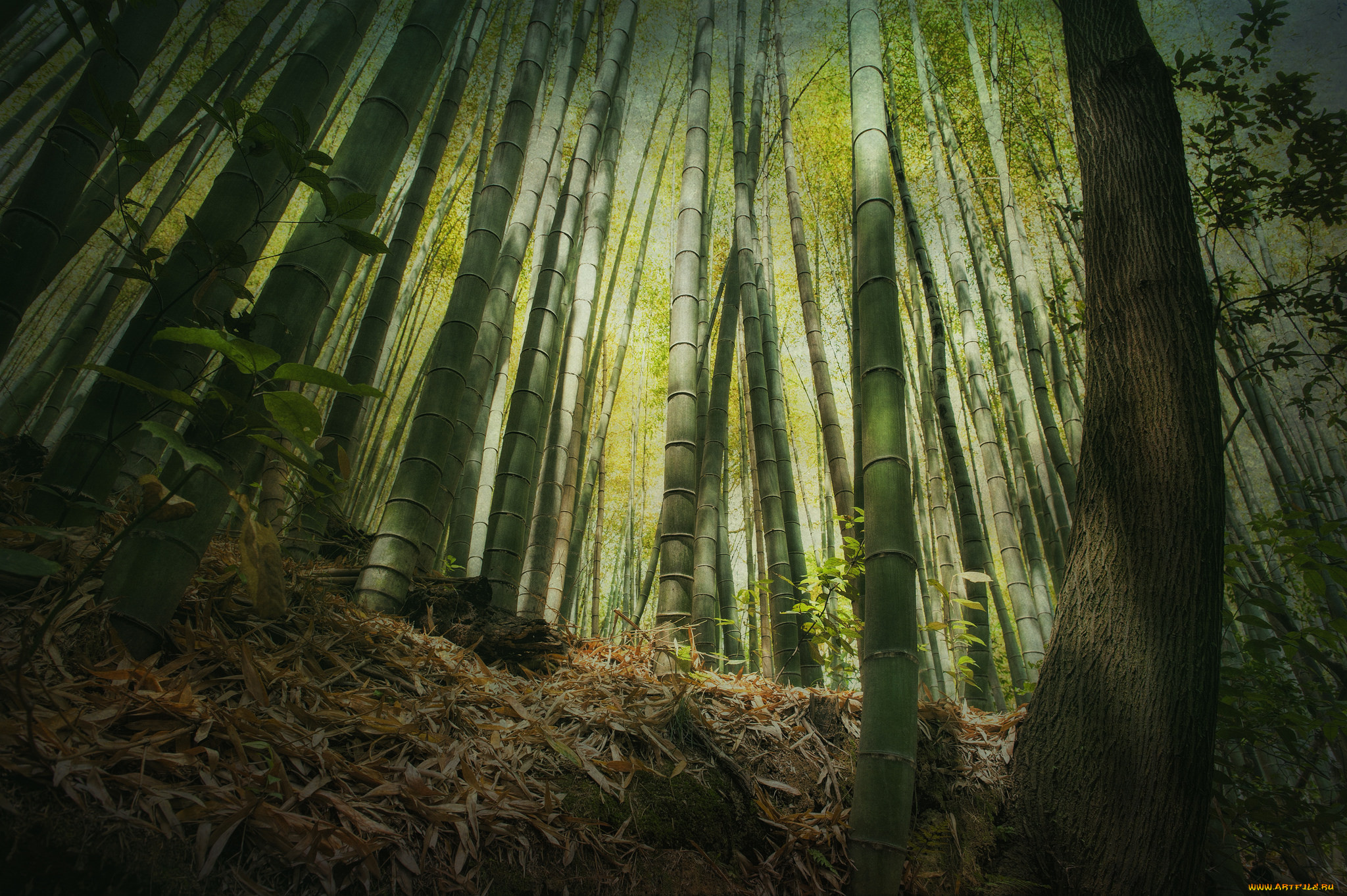природа, лес, бамбук, высота