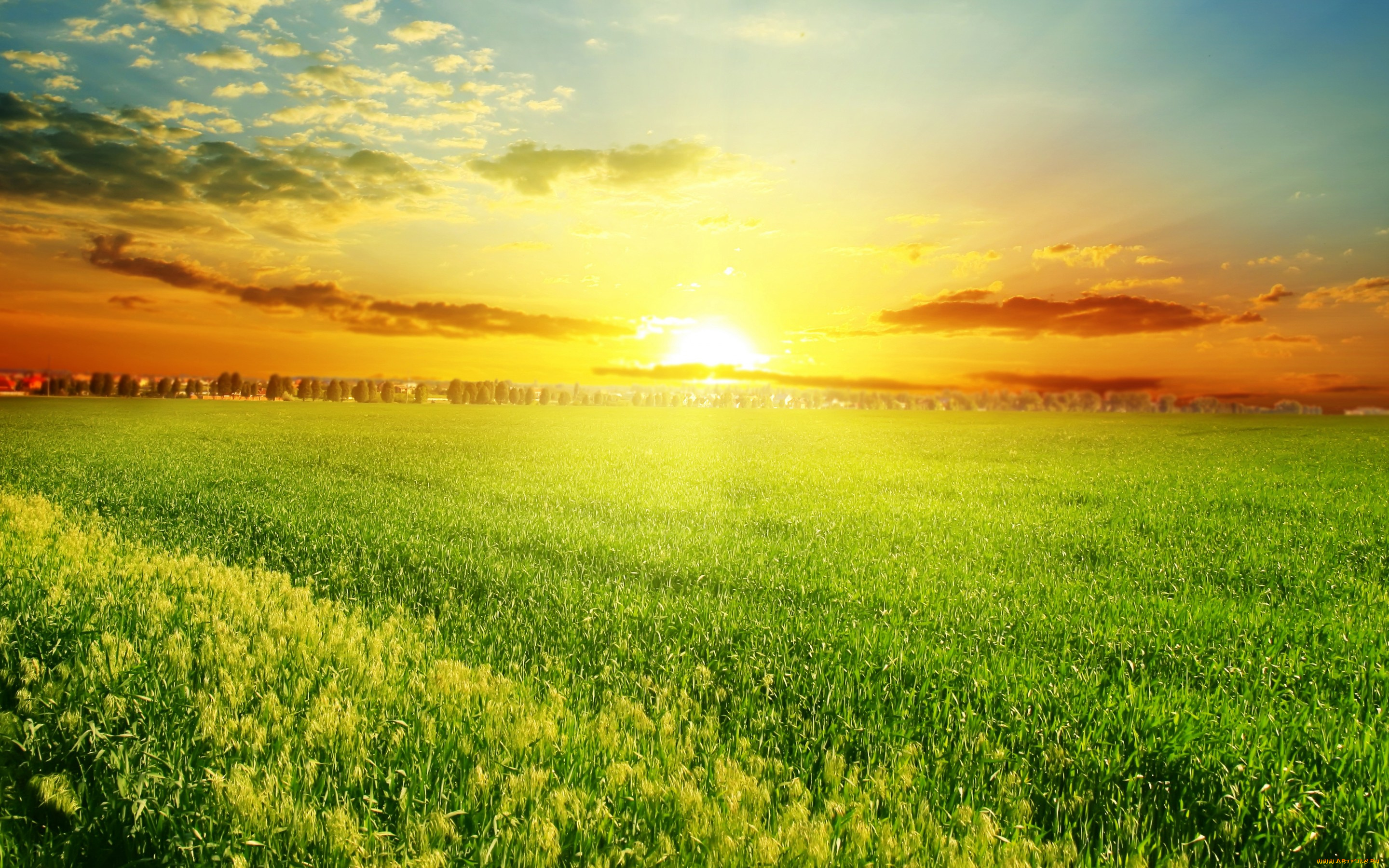 природа, восходы, закаты, поле, травка, деревья, закат, nature, field, grass, trees, sunset