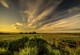 Картинка природа поля поле ограда лето