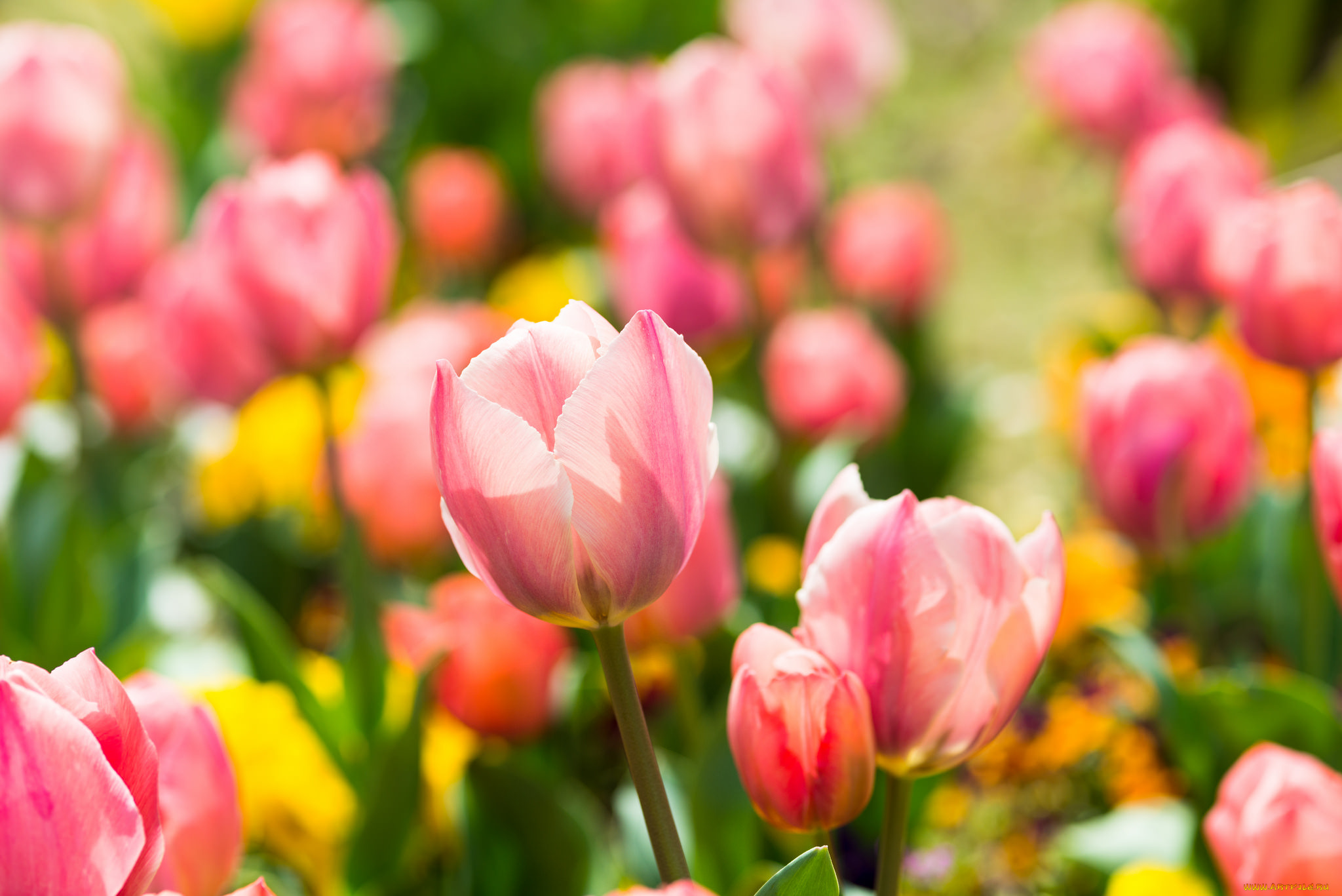 цветы, тюльпаны, весна, розовые, клумба
