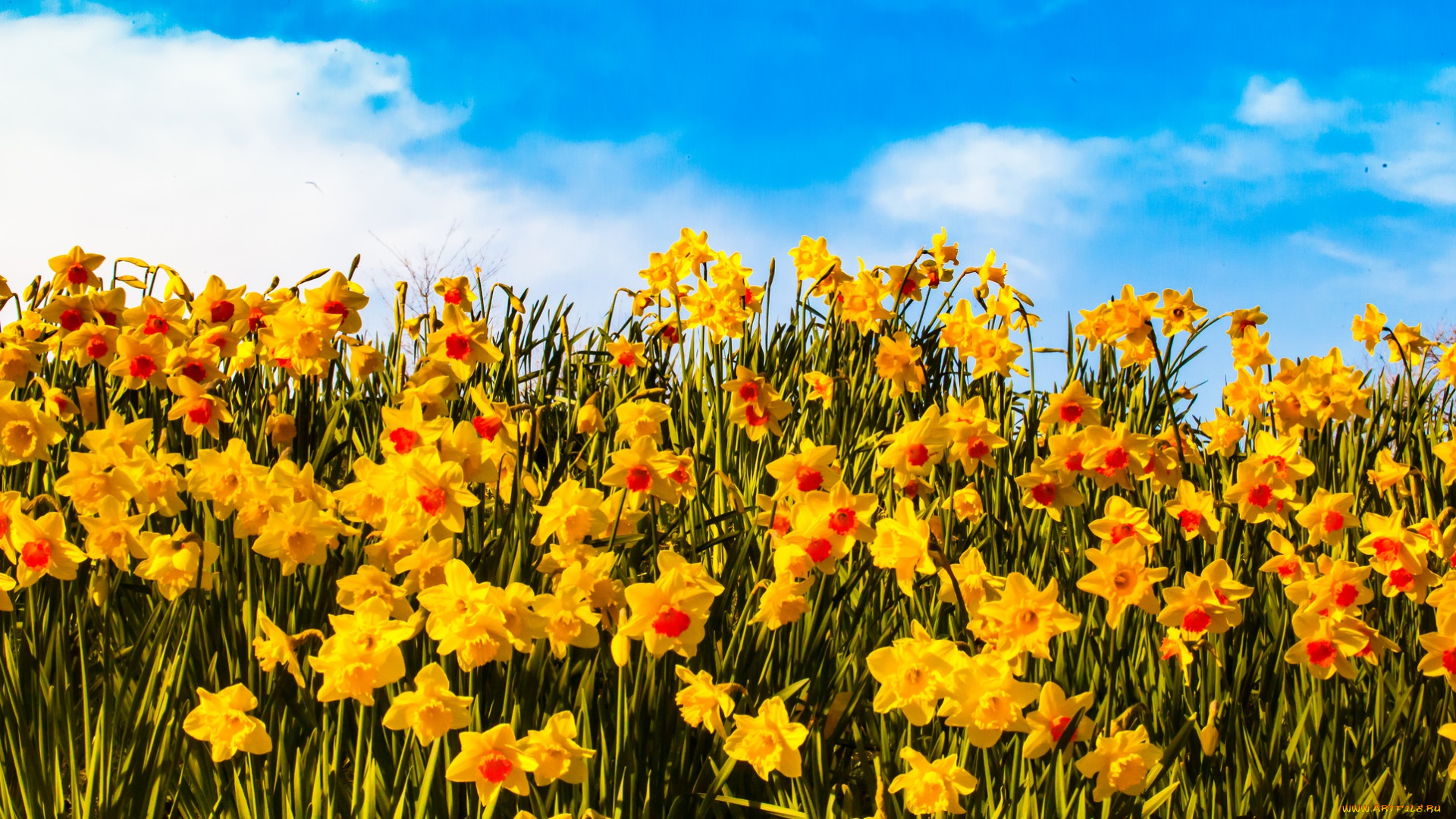 цветы, нарциссы, yellow, flowers, clouds, petals, sunny, field, sky