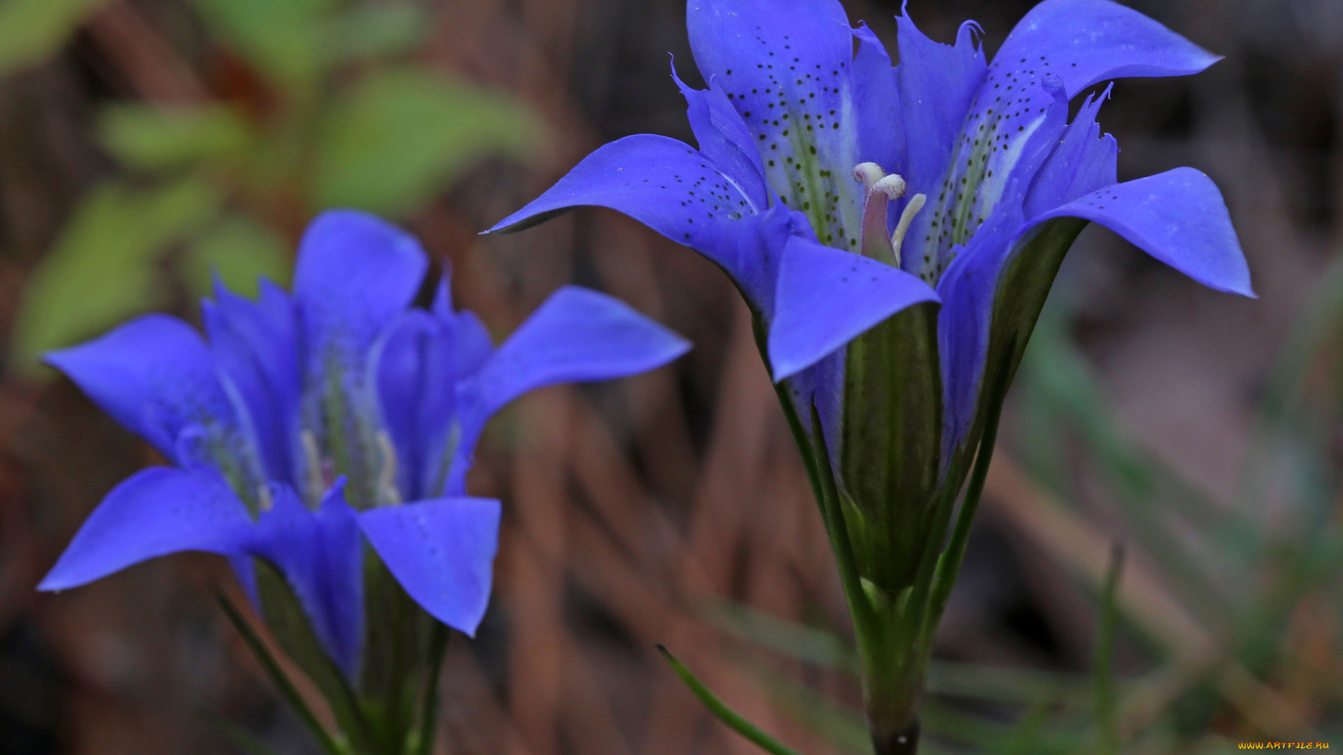 цветы, синие