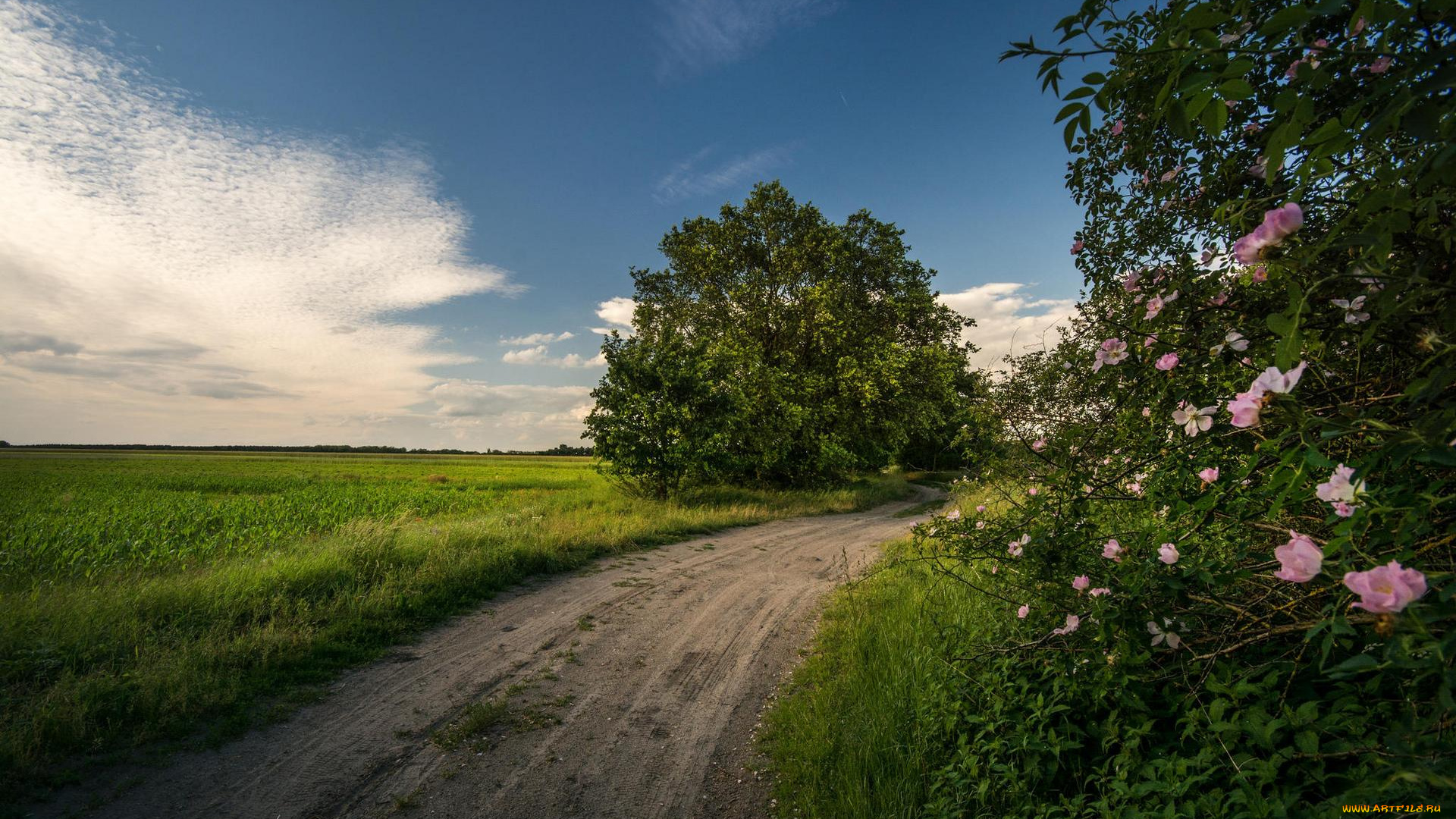 природа, дороги, дорога, деревья, поле, закат, пейзаж