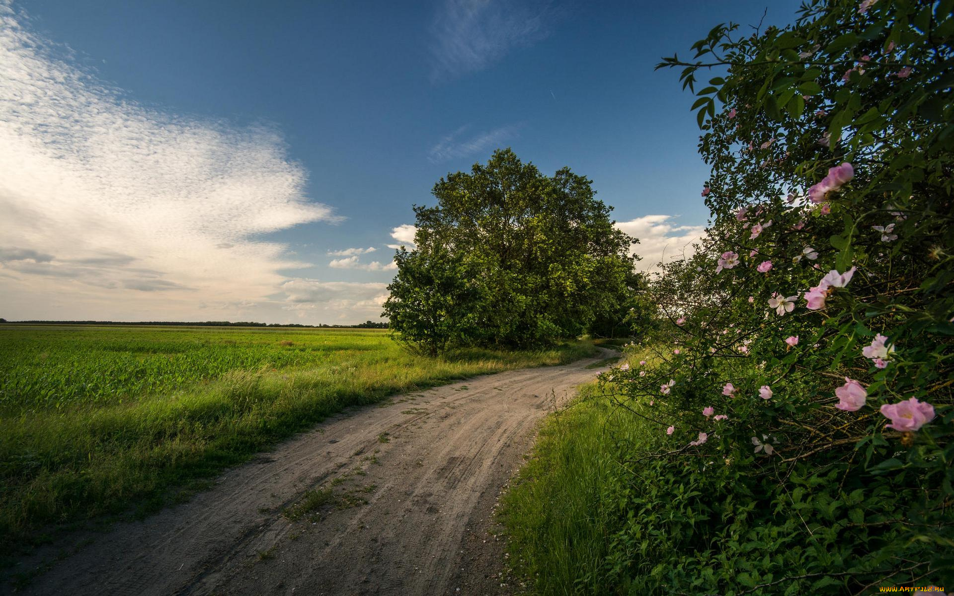 природа, дороги, дорога, деревья, поле, закат, пейзаж