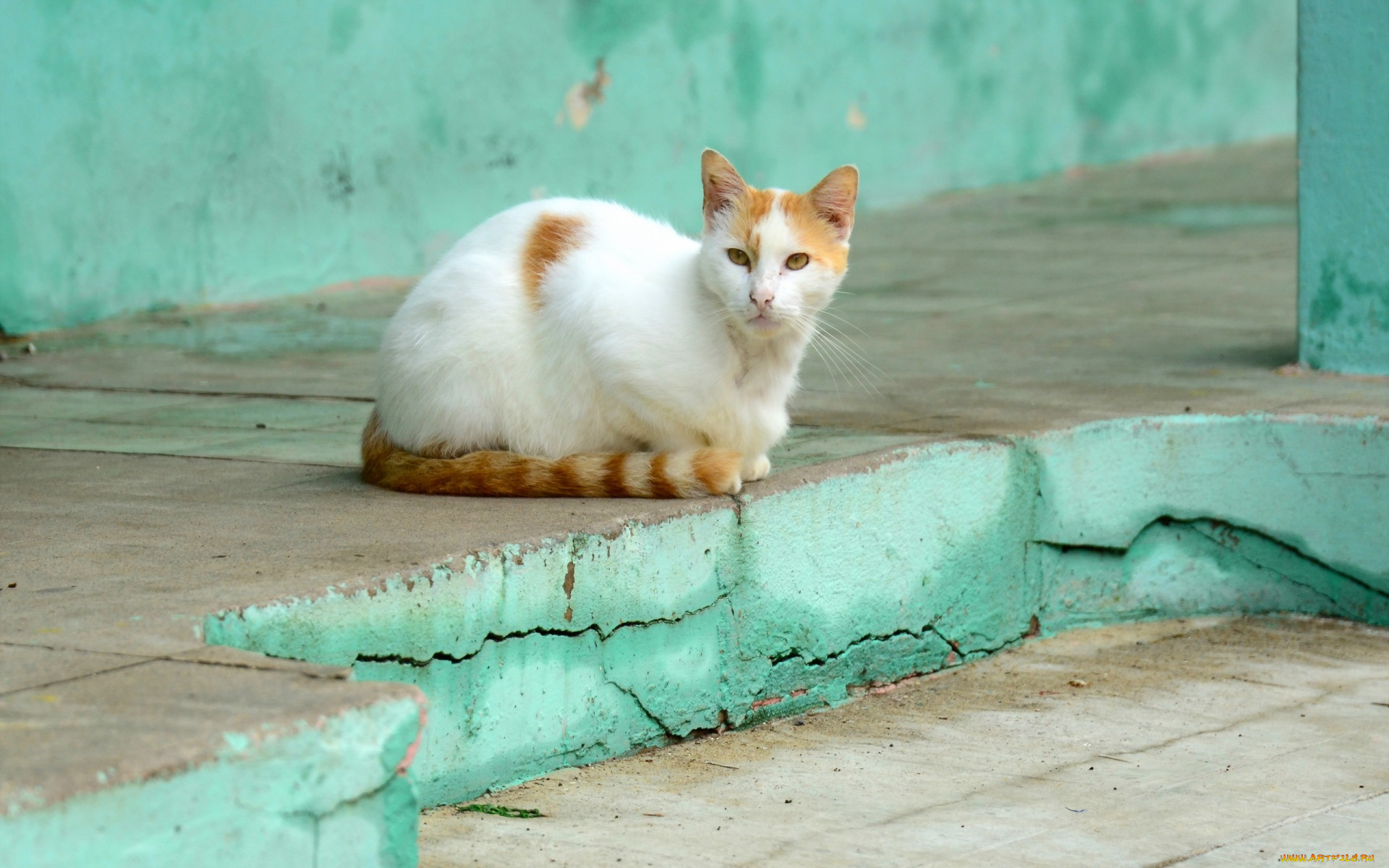 животные, коты, улица, отдых, ступень