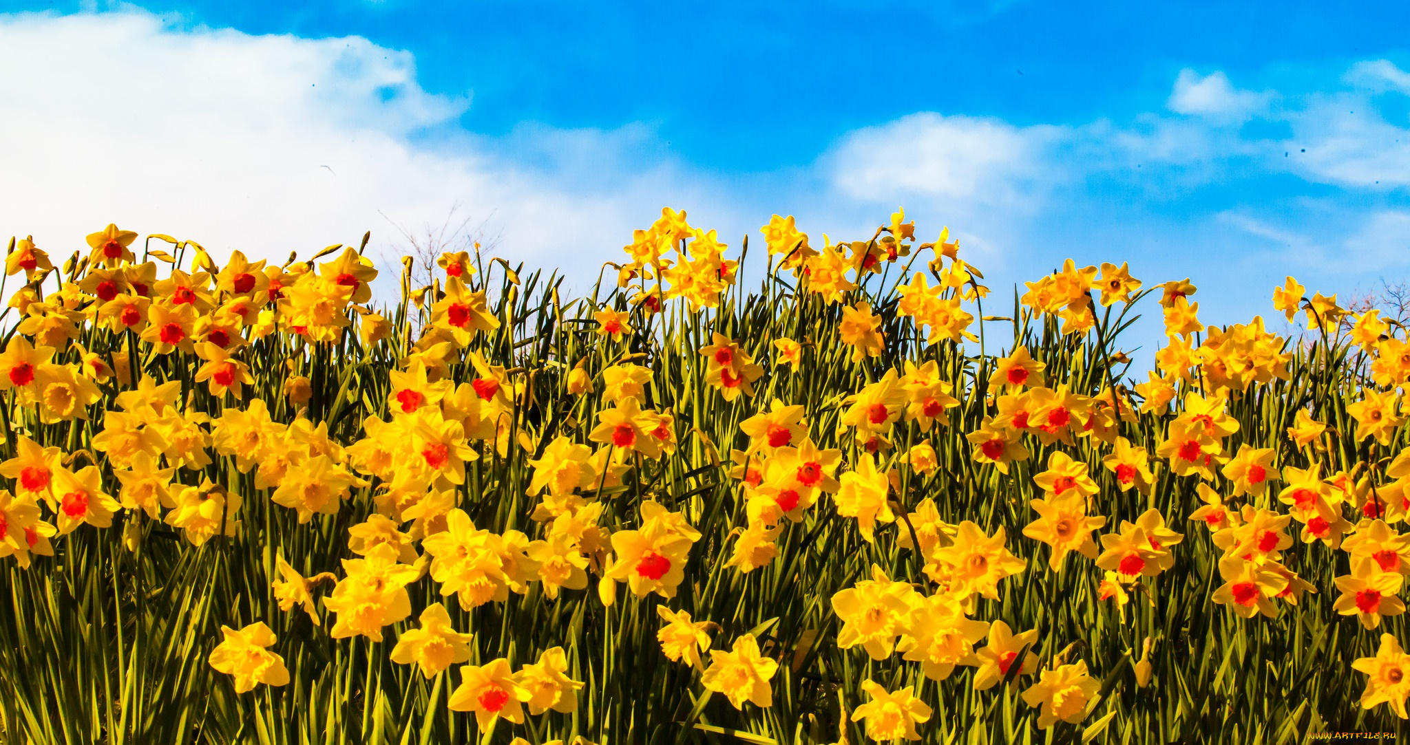 цветы, нарциссы, yellow, flowers, clouds, petals, sunny, field, sky