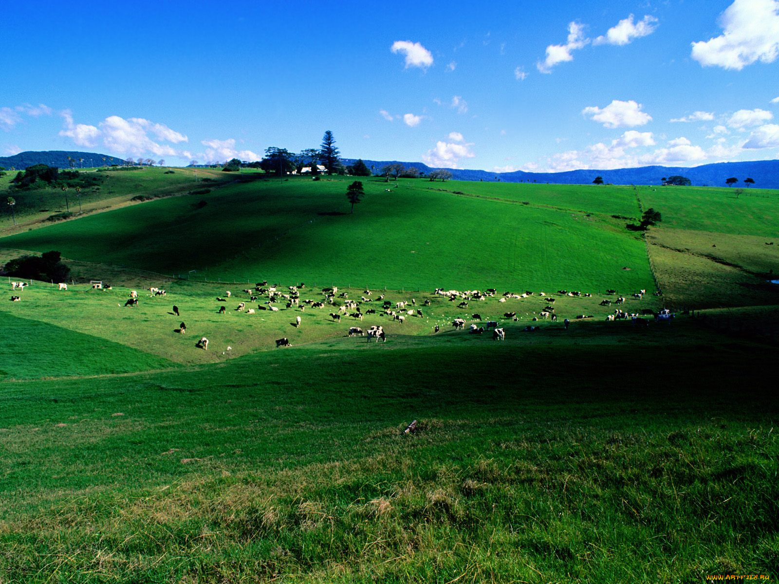 dairy, cattle, new, south, wales, australia, животные, коровы, буйволы