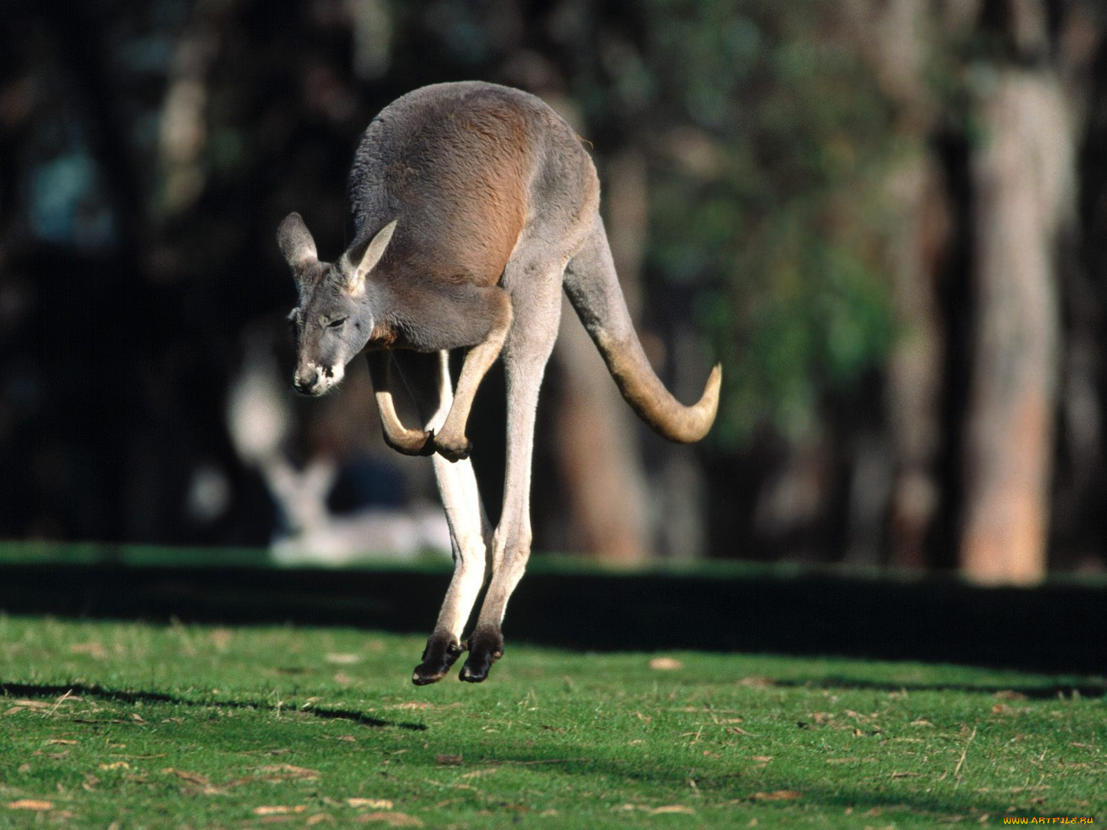 hop, to, it, red, kangaroo, животные, кенгуру