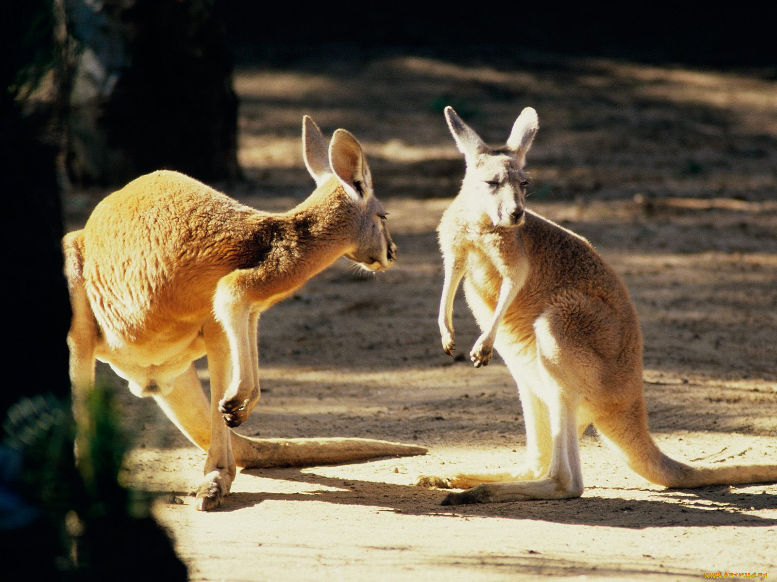 kangaroo, conversation, australia, животные, кенгуру