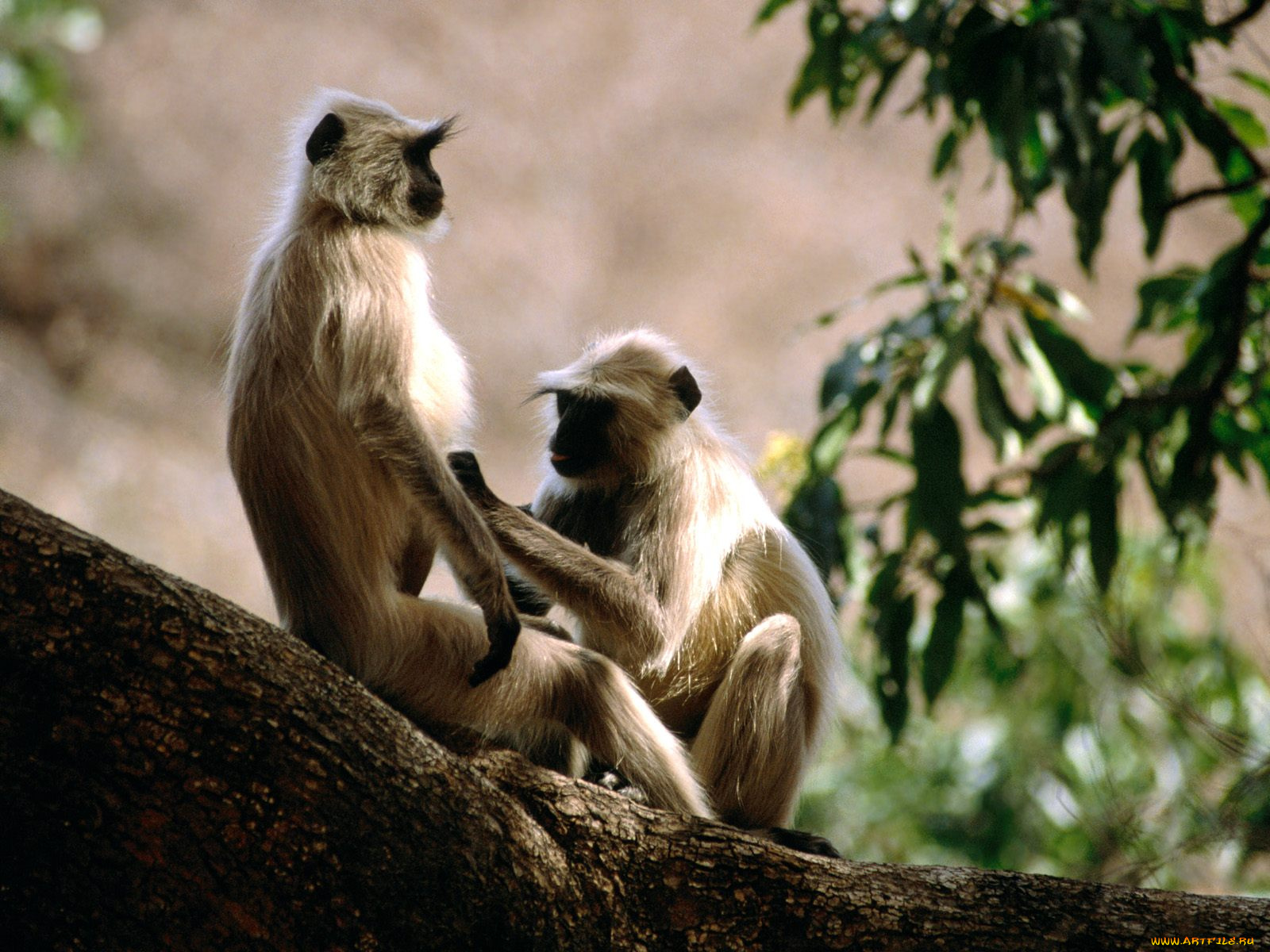 langur, monkeys, india, животные, обезьяны