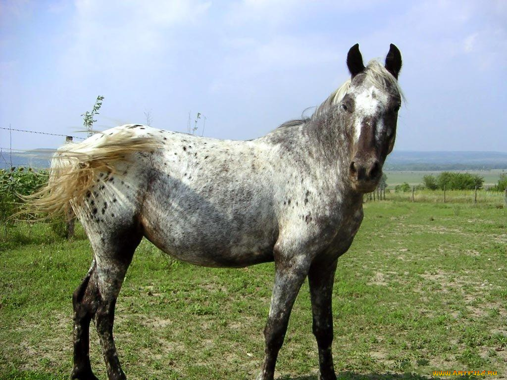 животные, лошади