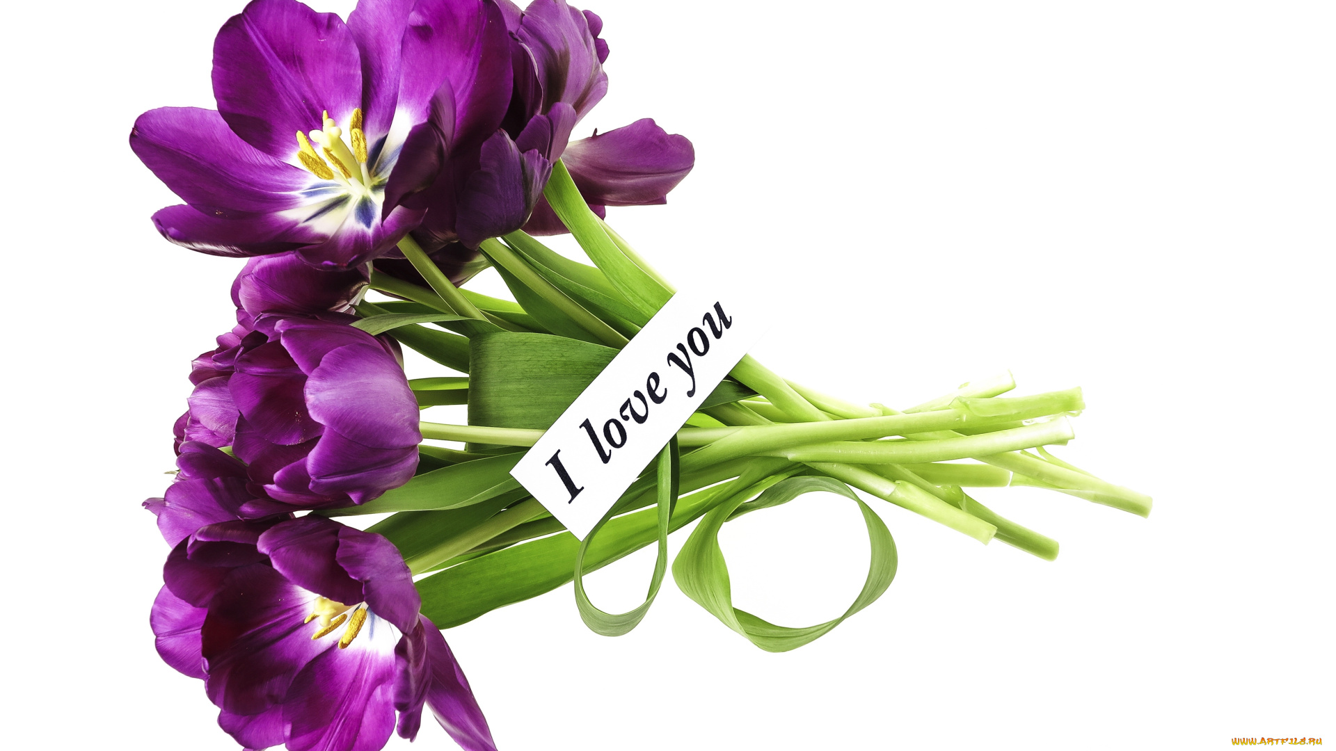 цветы, тюльпаны, сиреневый, признание, записка