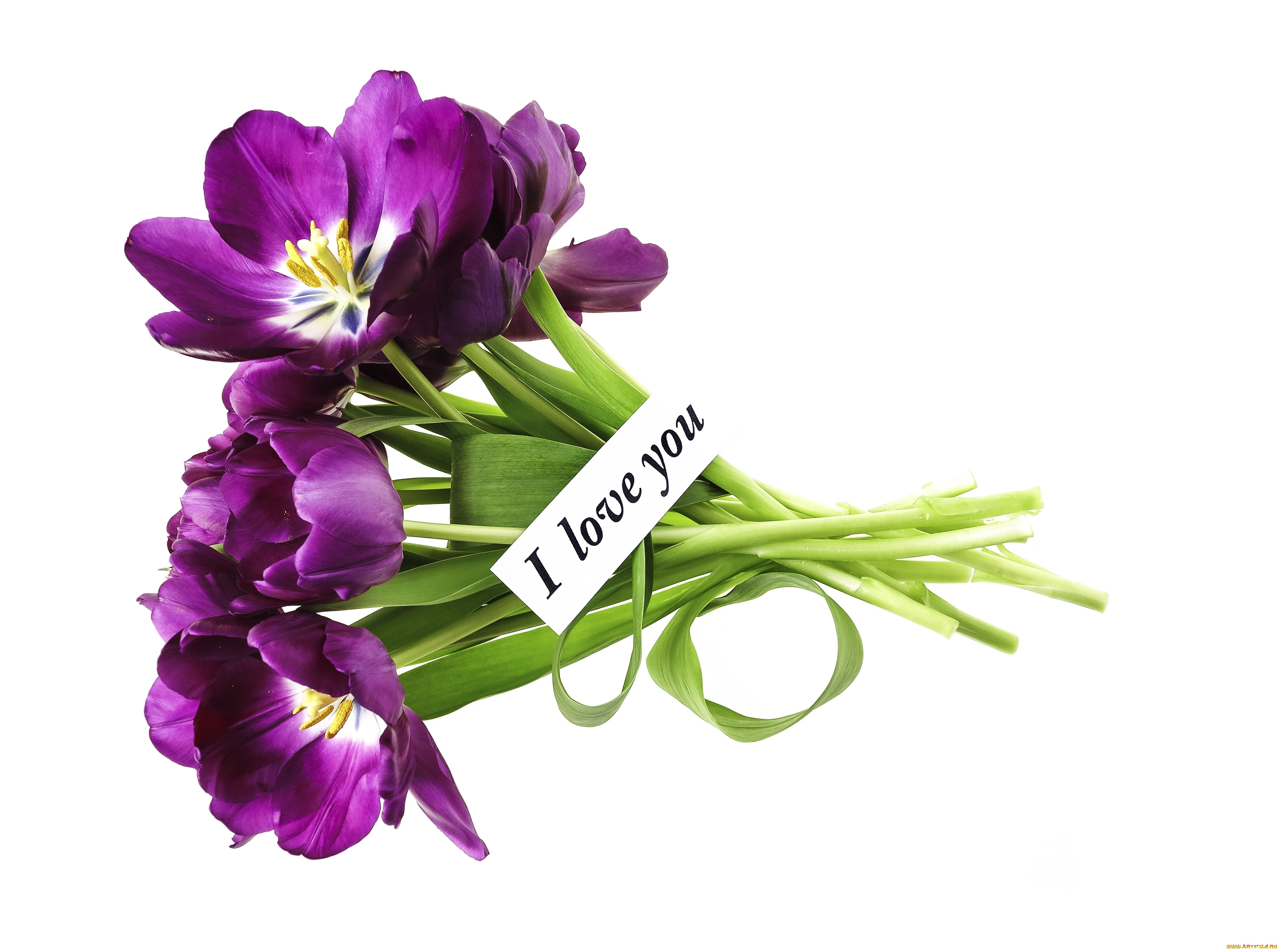 цветы, тюльпаны, сиреневый, признание, записка