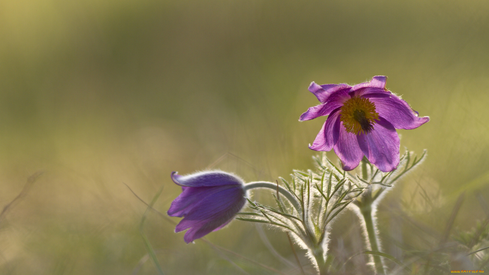 цветы, анемоны, , сон-трава, blossom, anemones, травка, цветение, grass