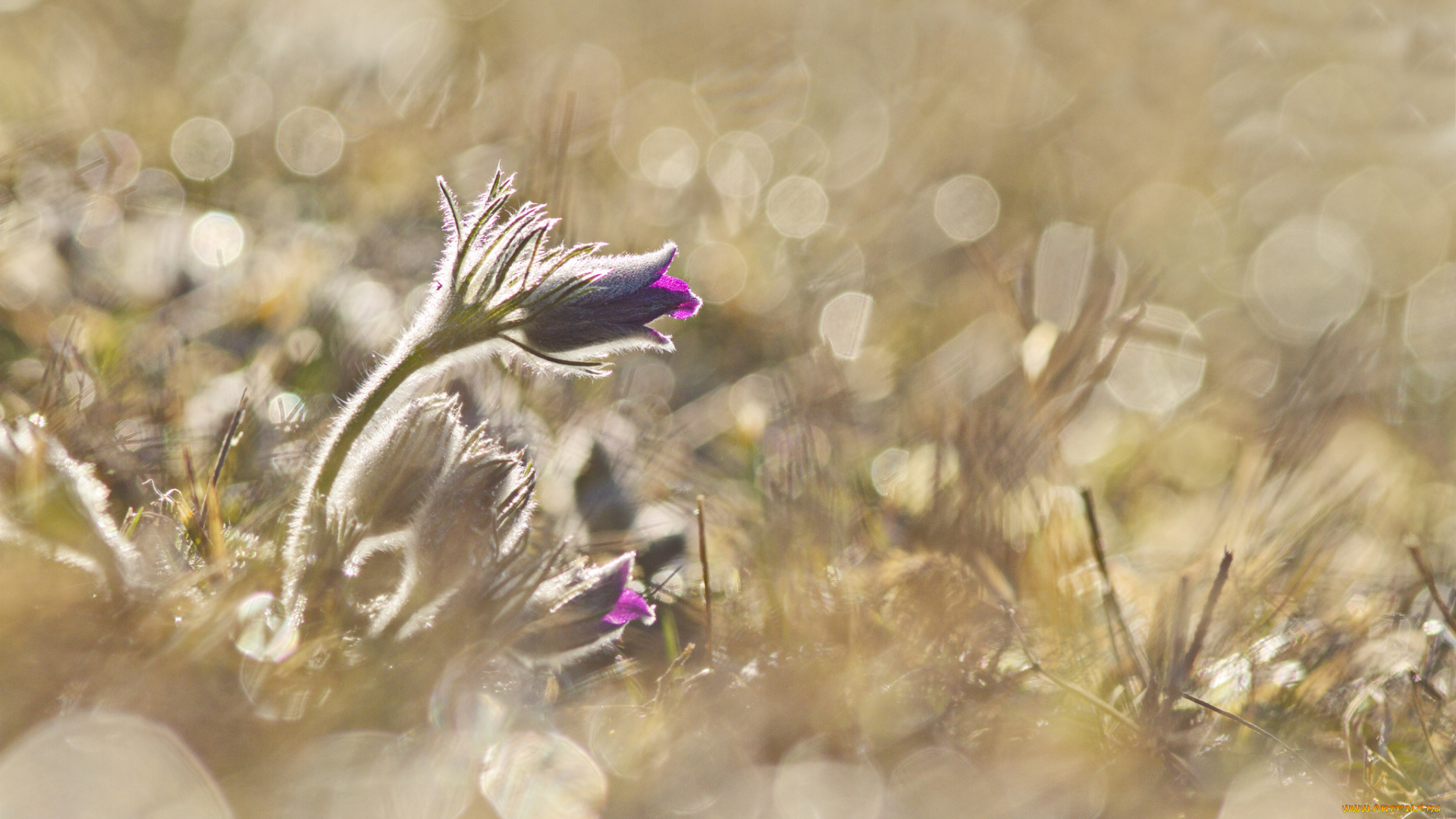 цветы, анемоны, , сон-трава, grass, blossom, anemones, травка, цветение