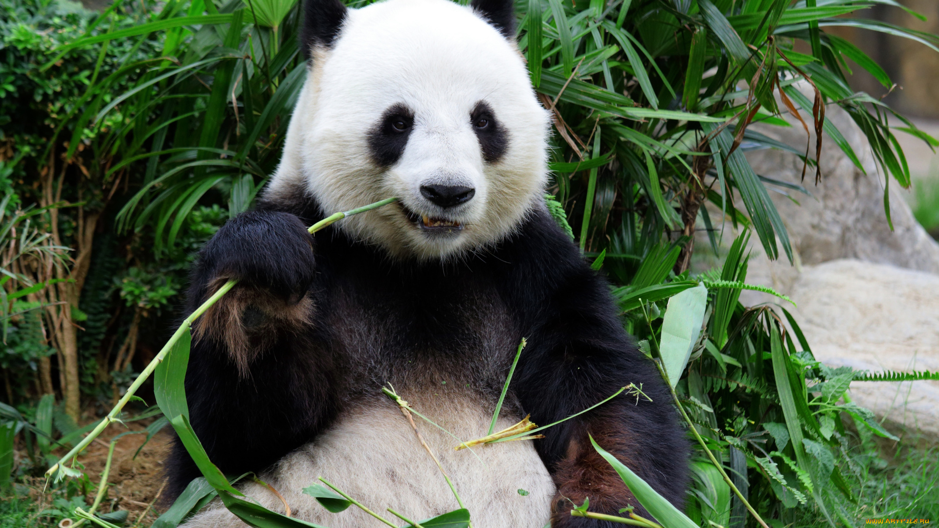 животные, панды, бамбук, панда