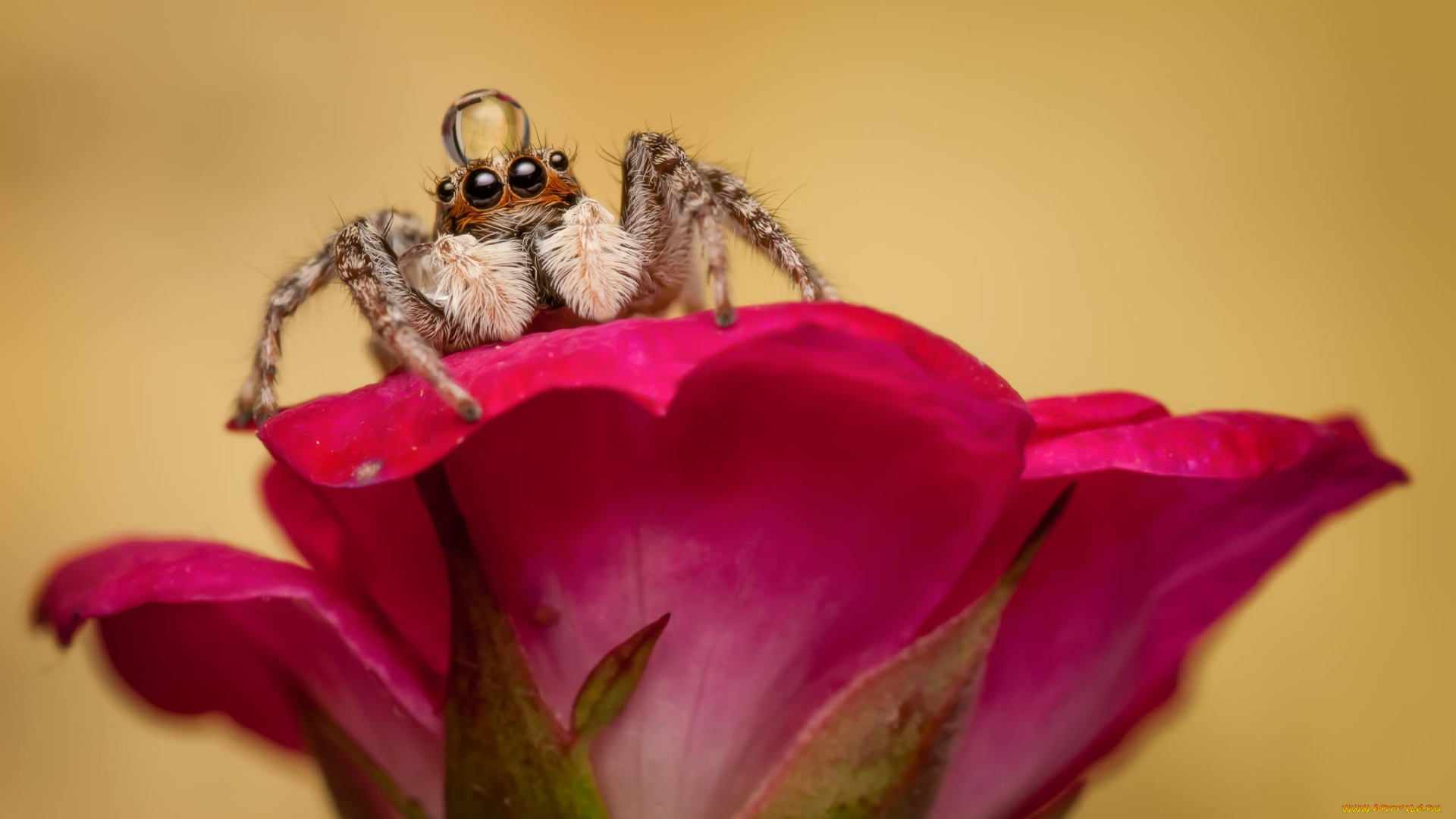 природа животные насекомое паук цветы скачать