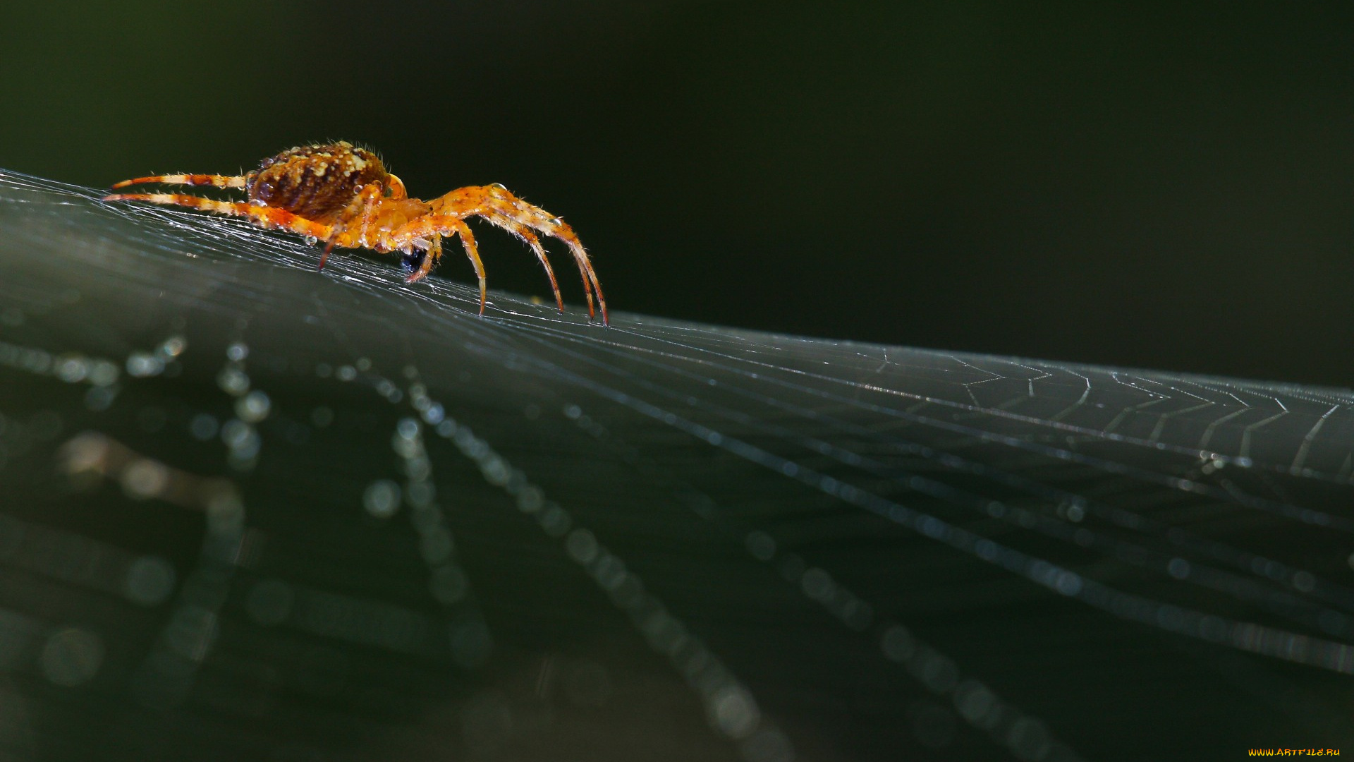 животные, пауки, spider, arthropoda, макро, паукообразные, паук, arachnid, real, life, nature, macro, spiderweb, природа, паутина