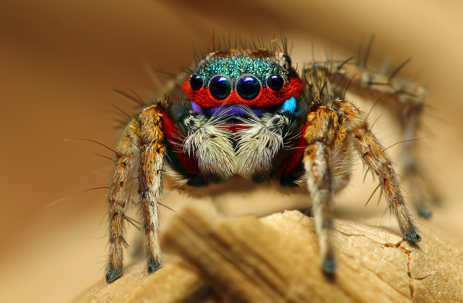 животные, пауки, паук, насекомое, colorful, jumping, spider, макро