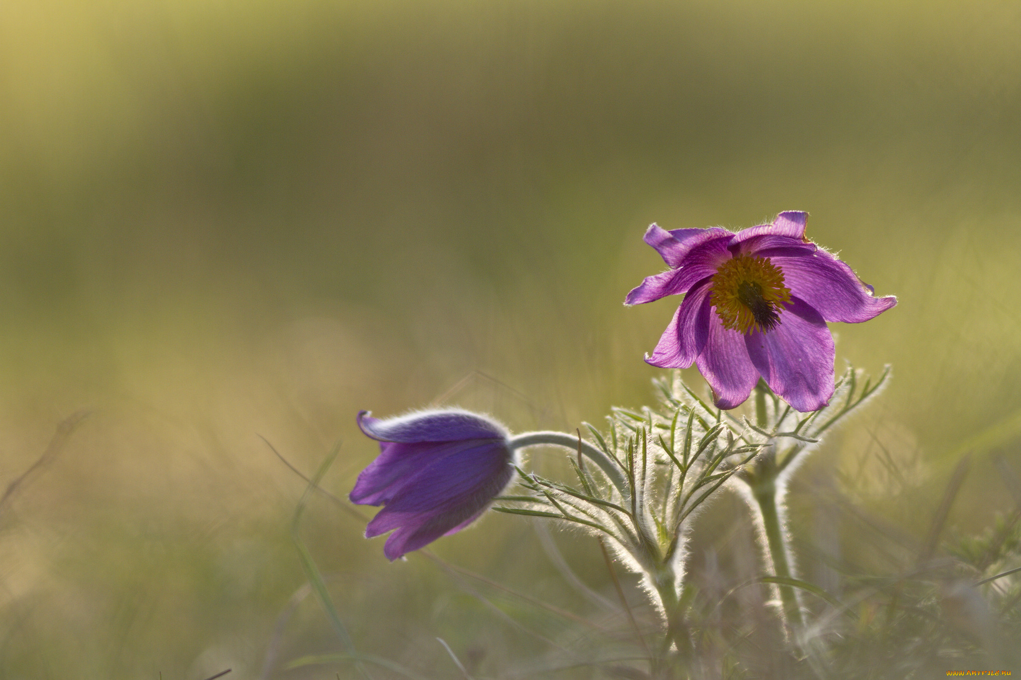 цветы, анемоны, , сон-трава, blossom, anemones, травка, цветение, grass