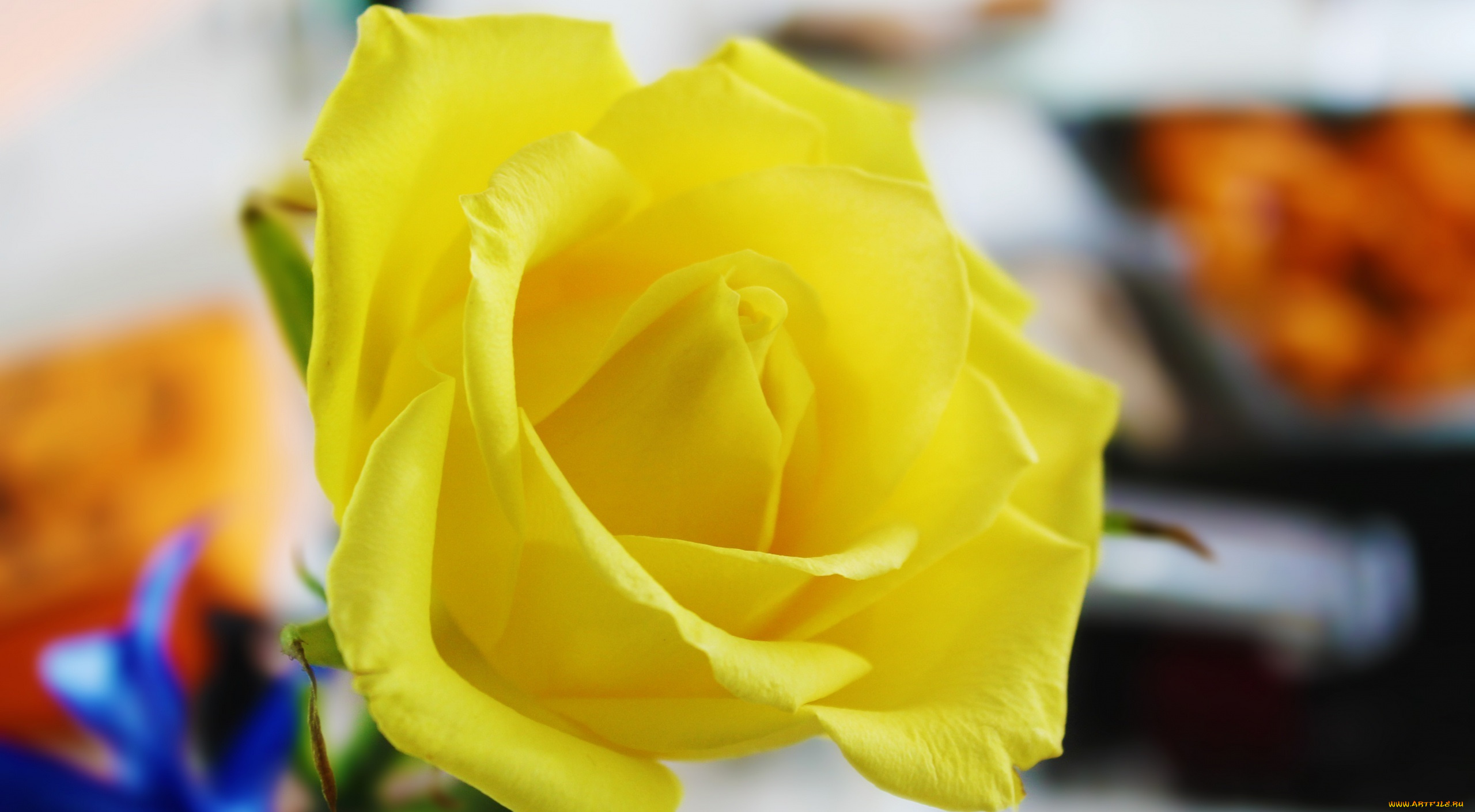 природа цветы желтые розы nature flowers yellow rose без смс