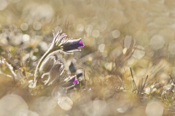 Картинка цветы анемоны +сон-трава grass blossom anemones травка цветение