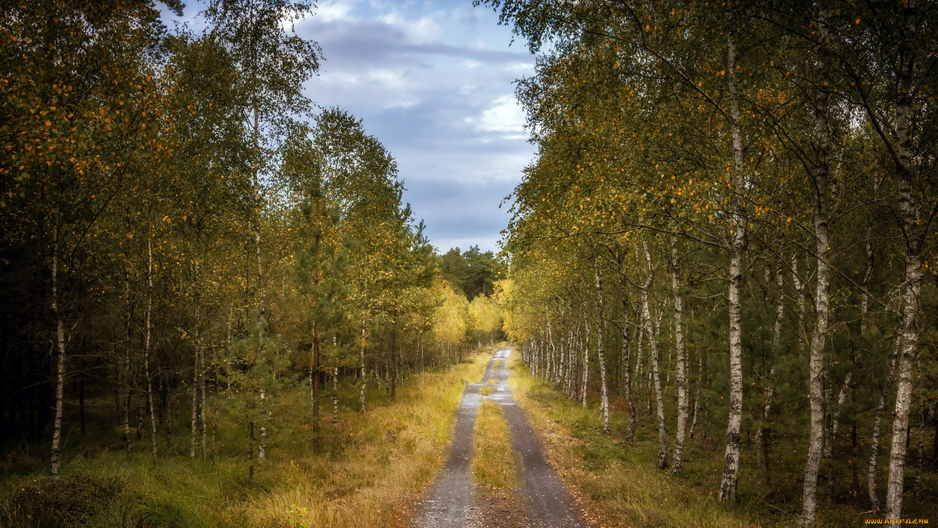 природа, дороги, дорога, лес, осень