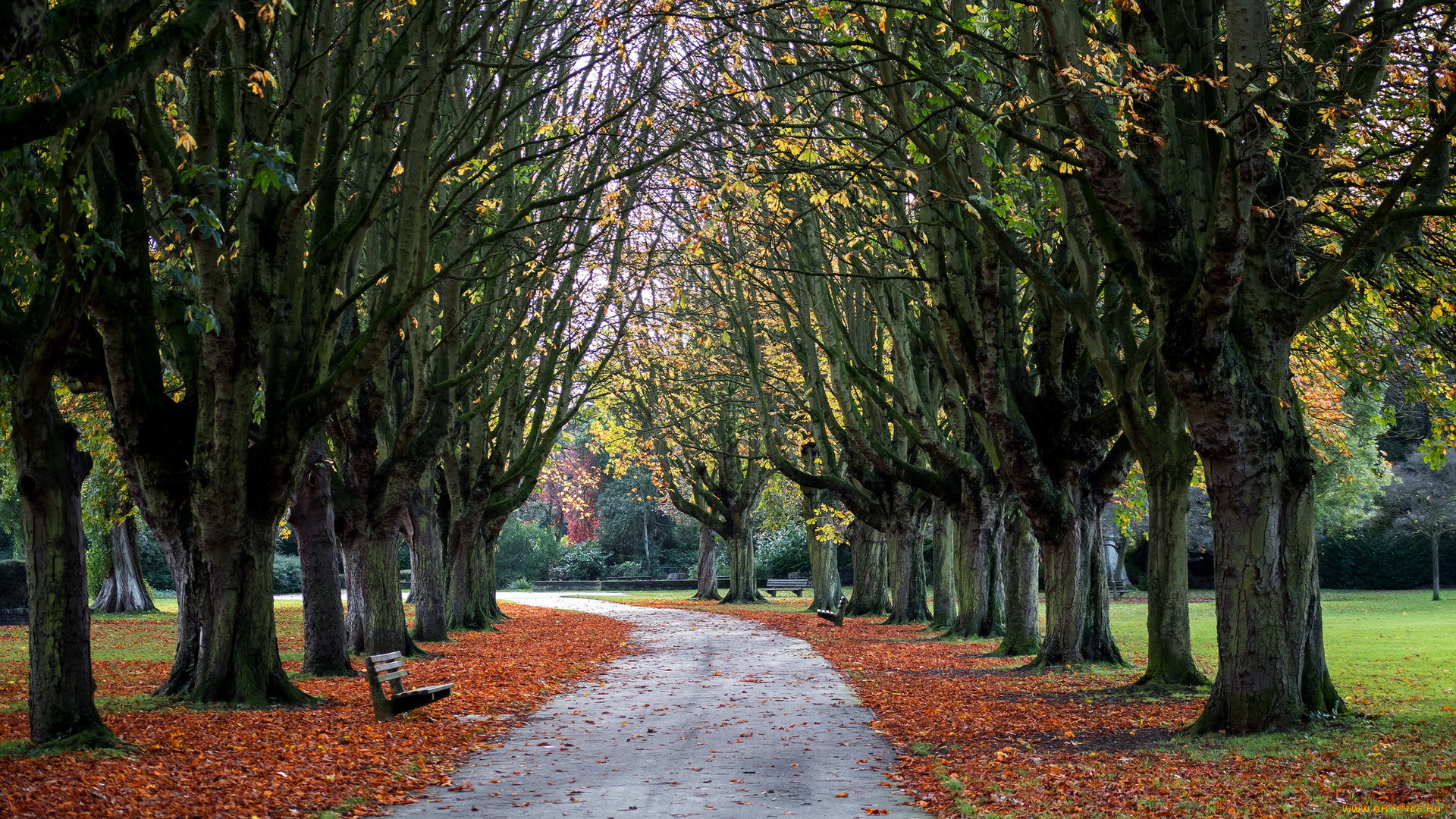 природа, парк, cowley, oxford, park, autumn