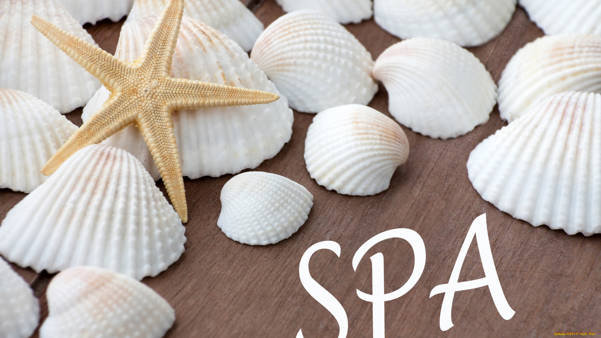 разное, ракушки, , кораллы, , декоративные, и, spa-камни, starfish, seashells, relax, wellness, still, life, spa
