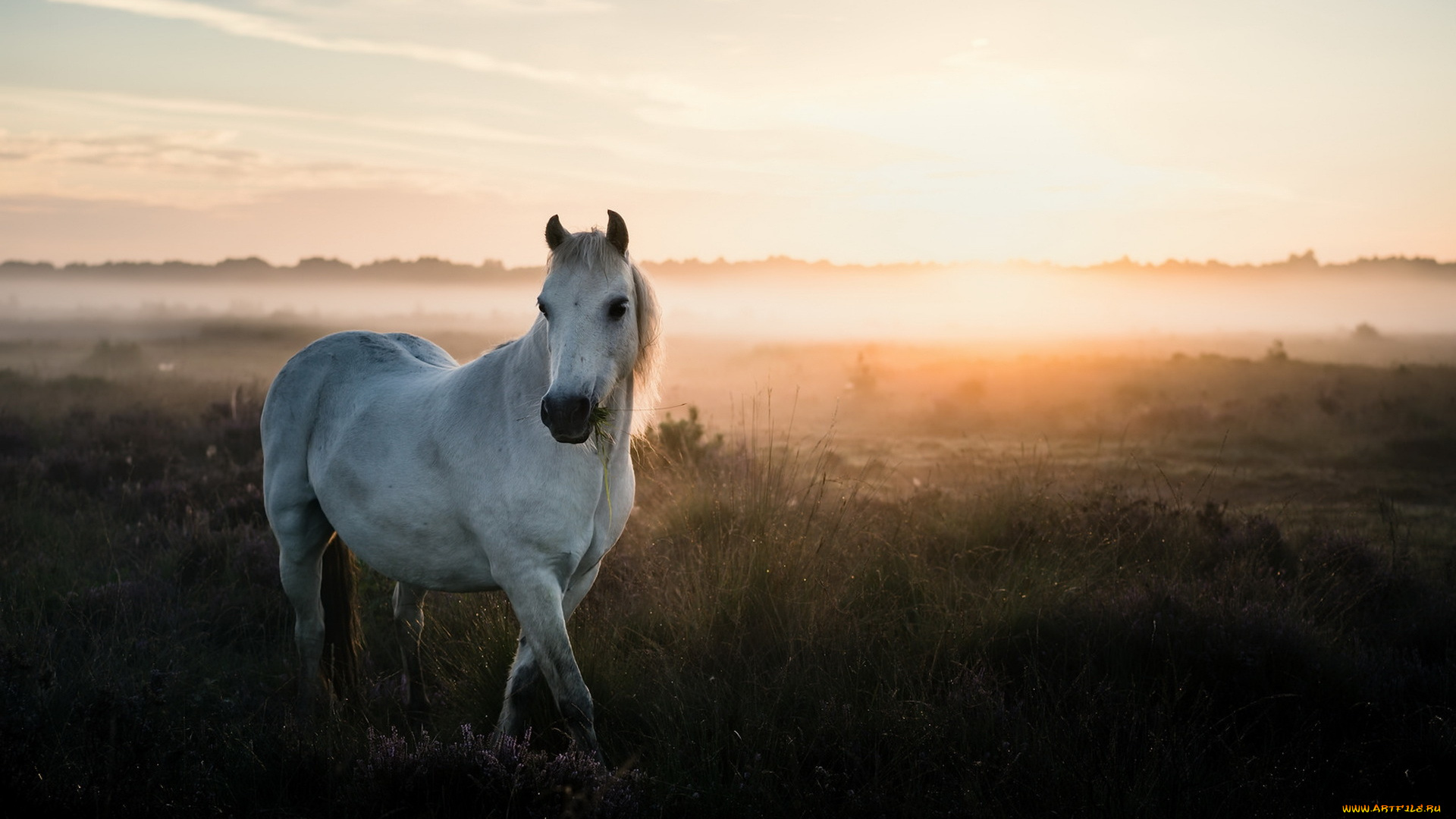 животные, лошади, туман, природа, лето, конь