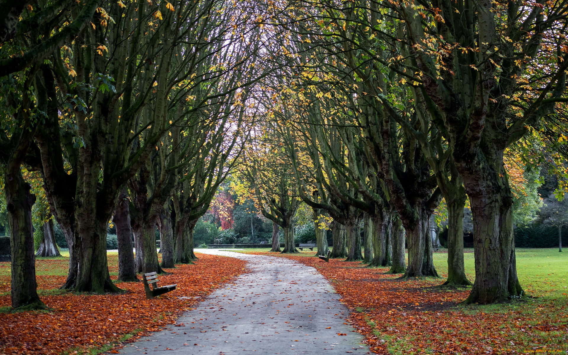 природа, парк, cowley, oxford, park, autumn