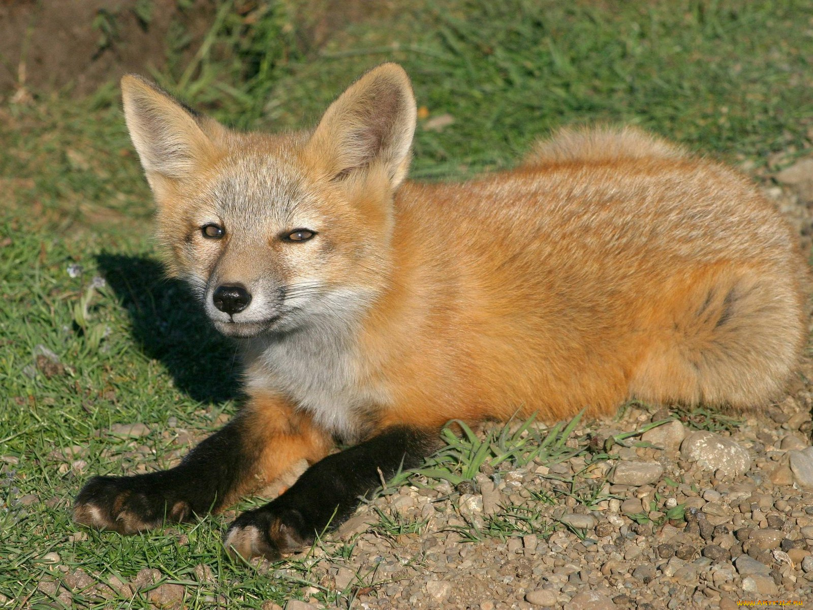 foxes, of, san, juan, island, 09, животные, лисы