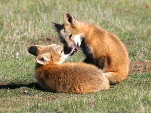 Картинка foxes of san juan island 05 животные лисы