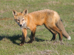 Картинка foxes of san juan island 07 животные лисы