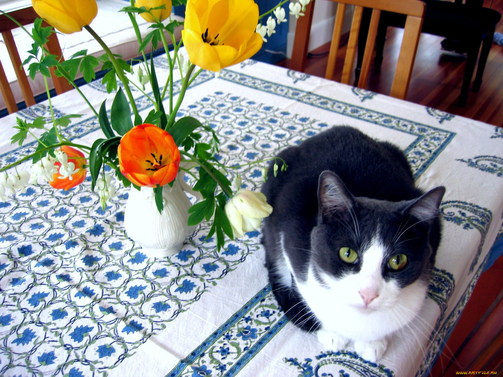 животные, коты, тюльпан, cat