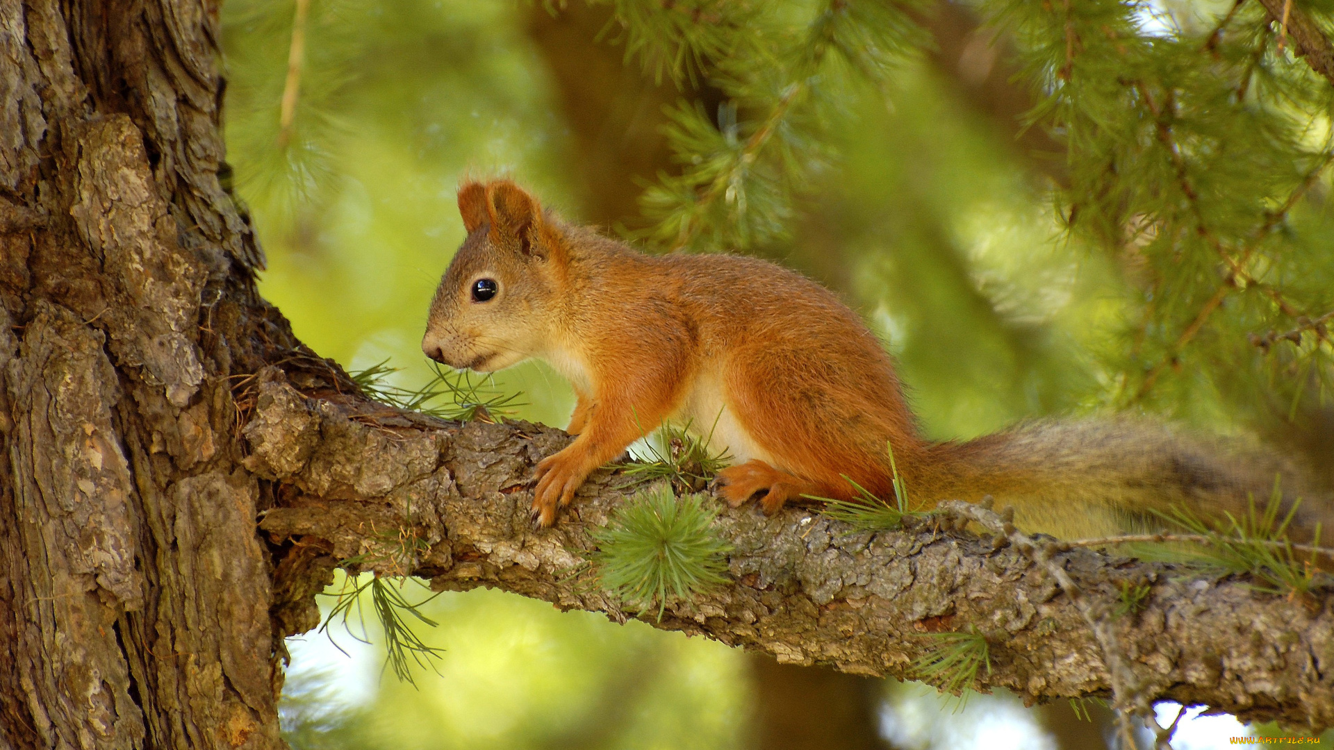 животные, белки, squirrel