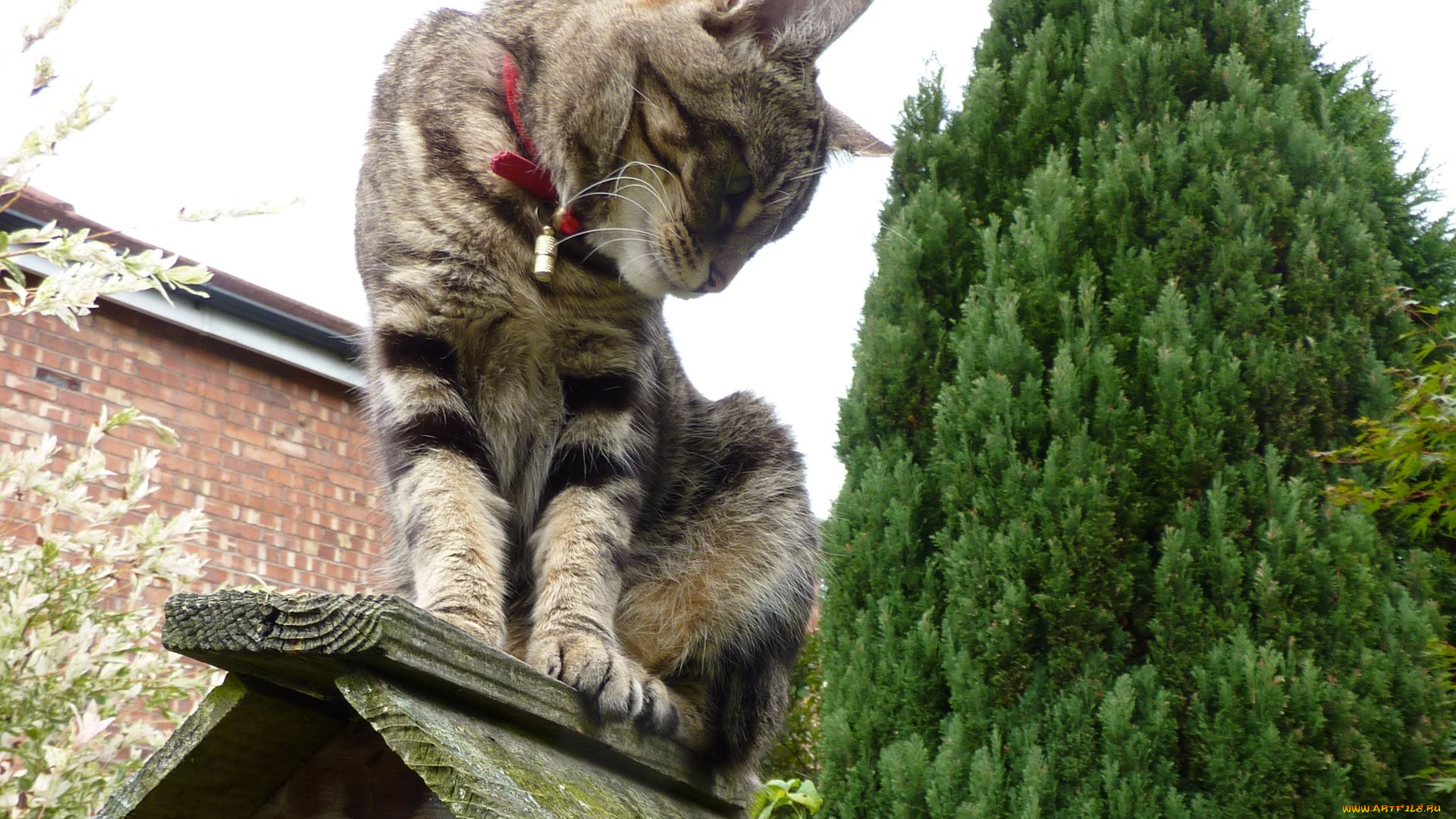 животные, коты, ошейник, cat