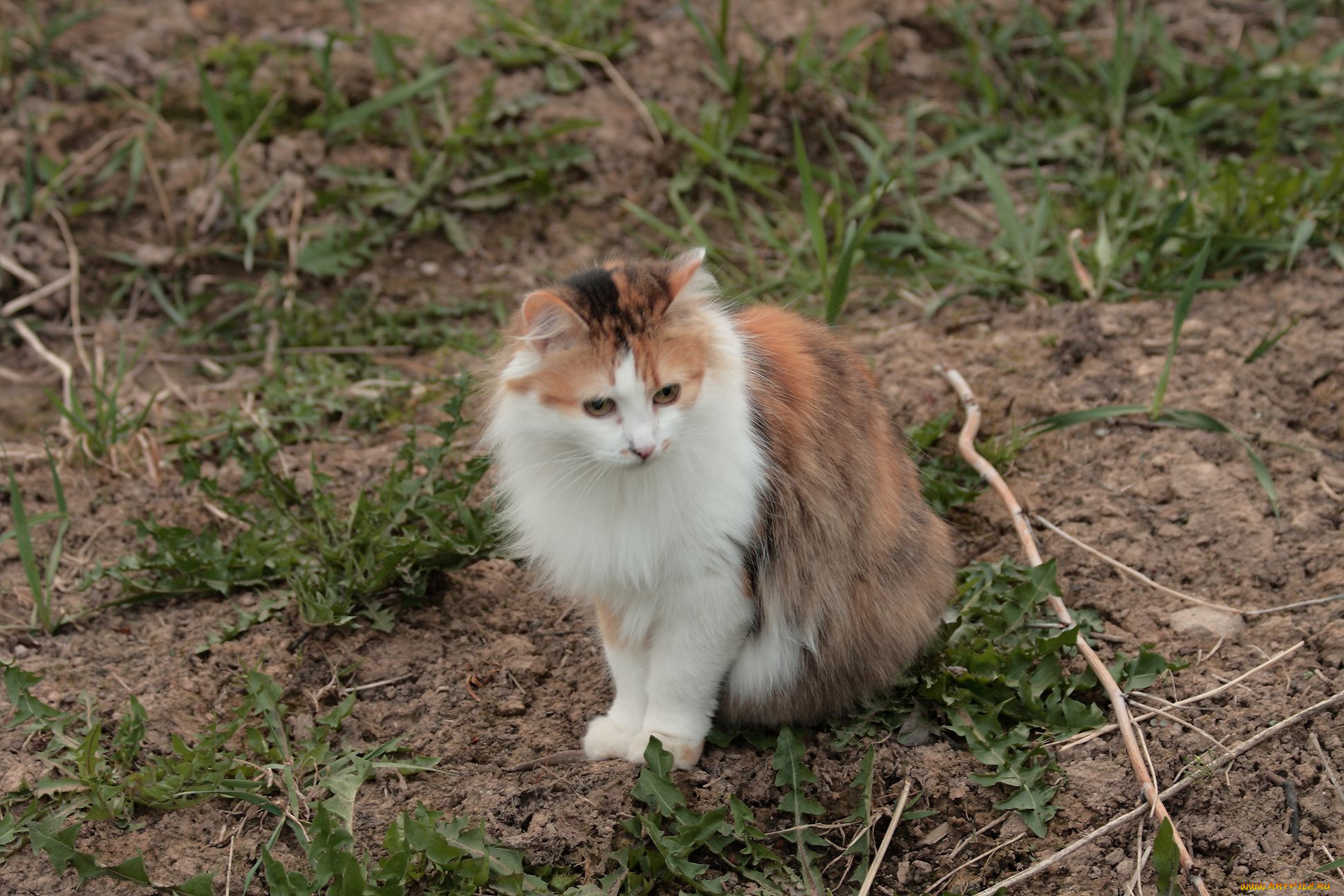 животные, коты, сибирская, кошка