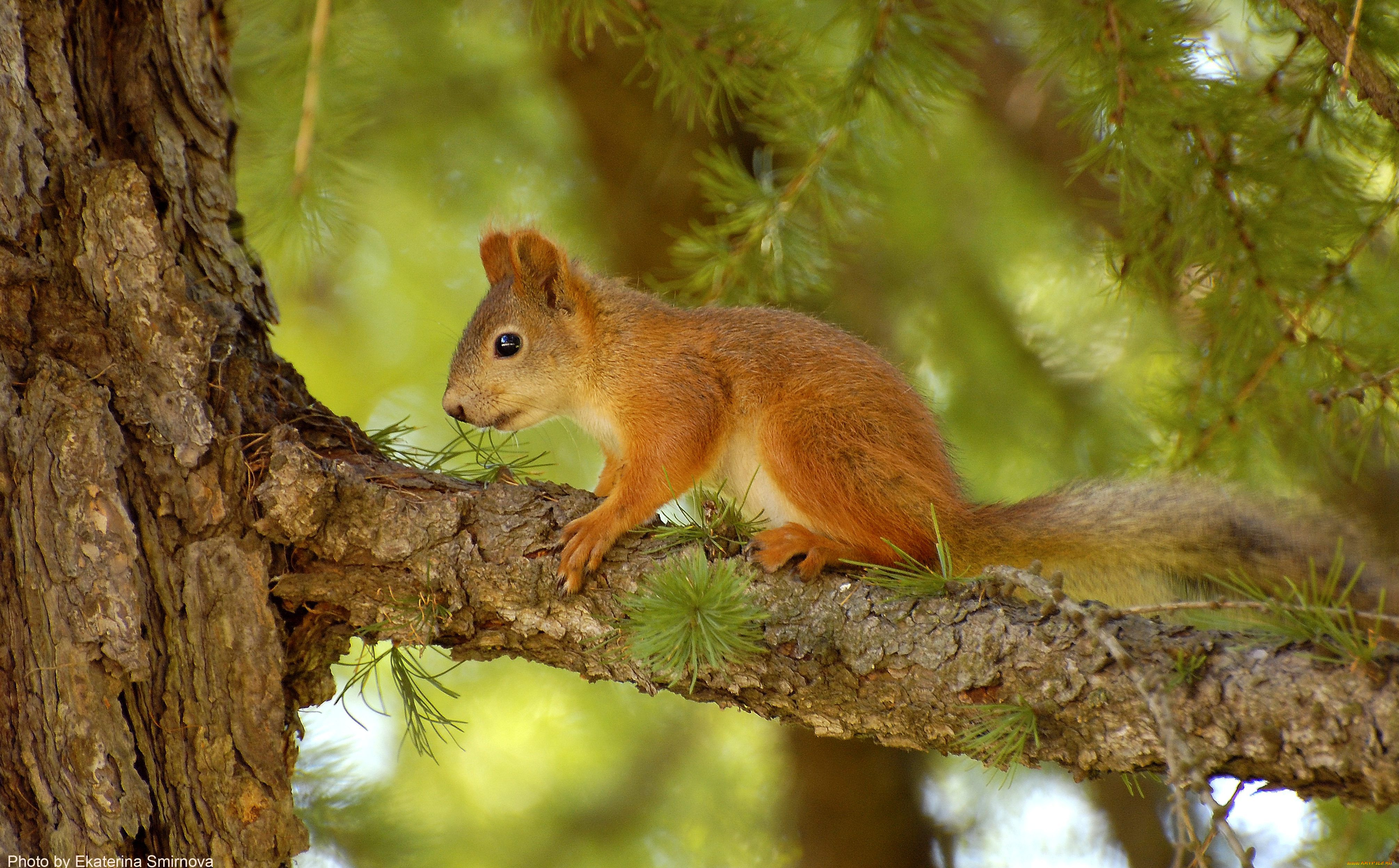 животные, белки, squirrel