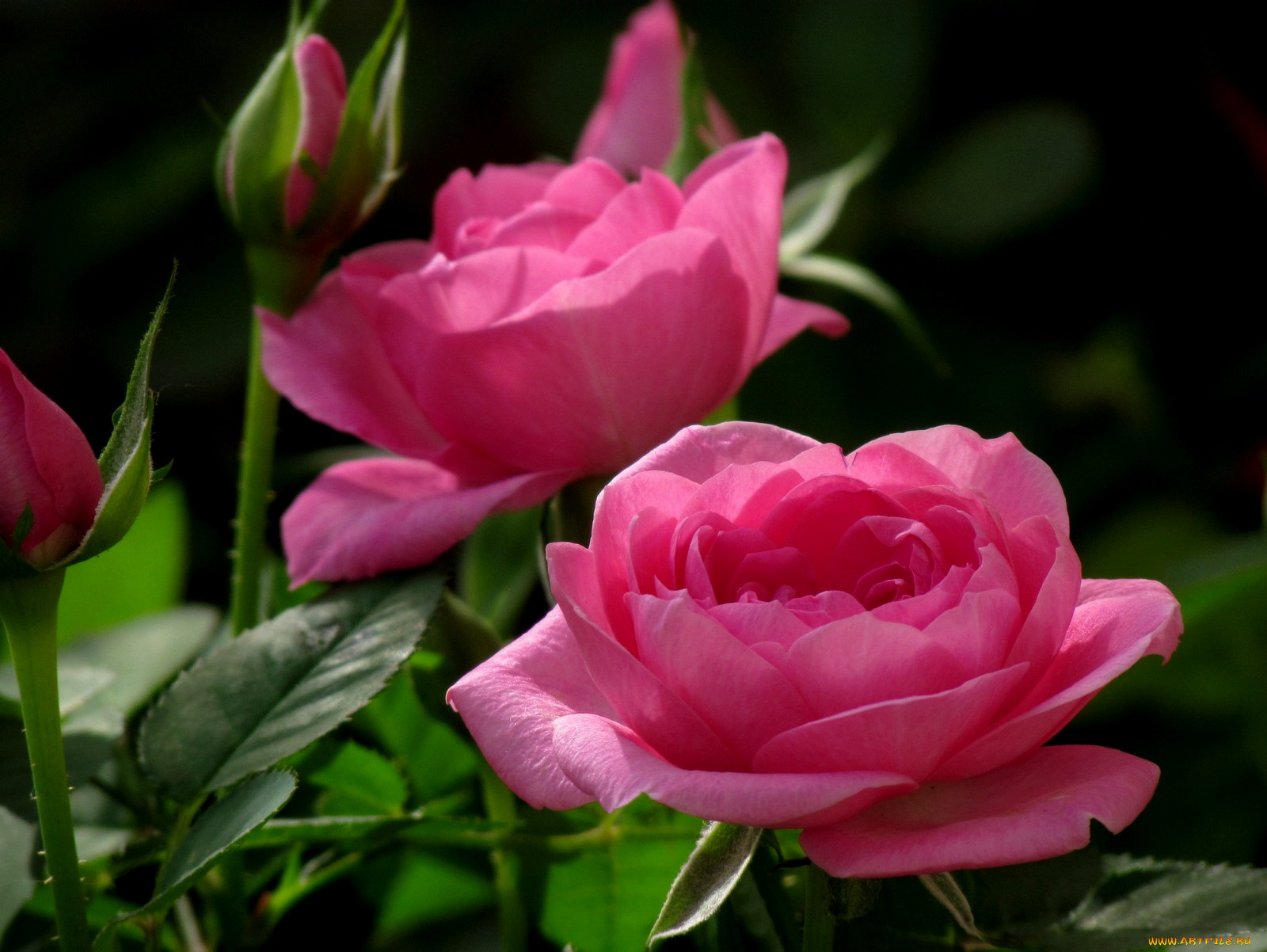 цветы, розы, лепестки, розовый