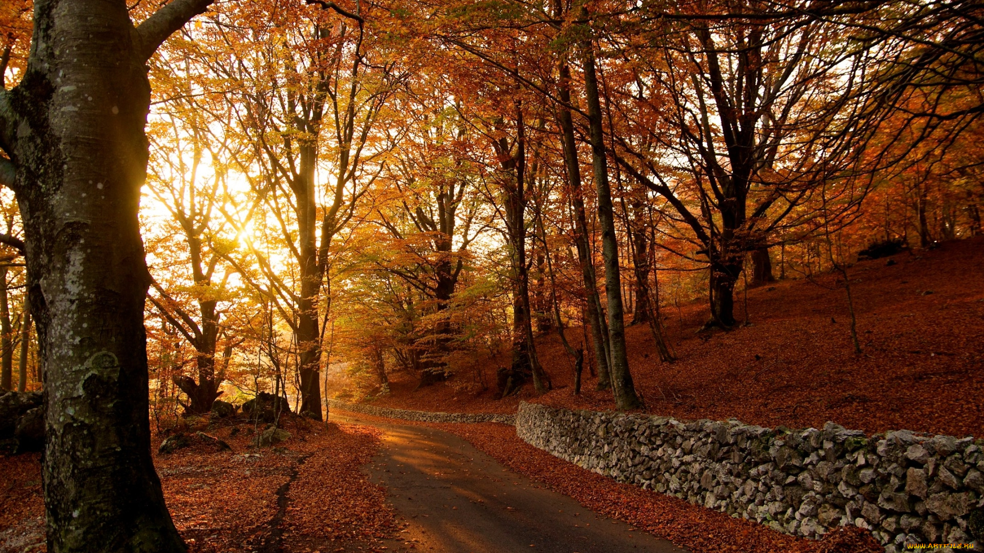 autumn, природа, дороги, желтая, листва, дорога, лес, осень