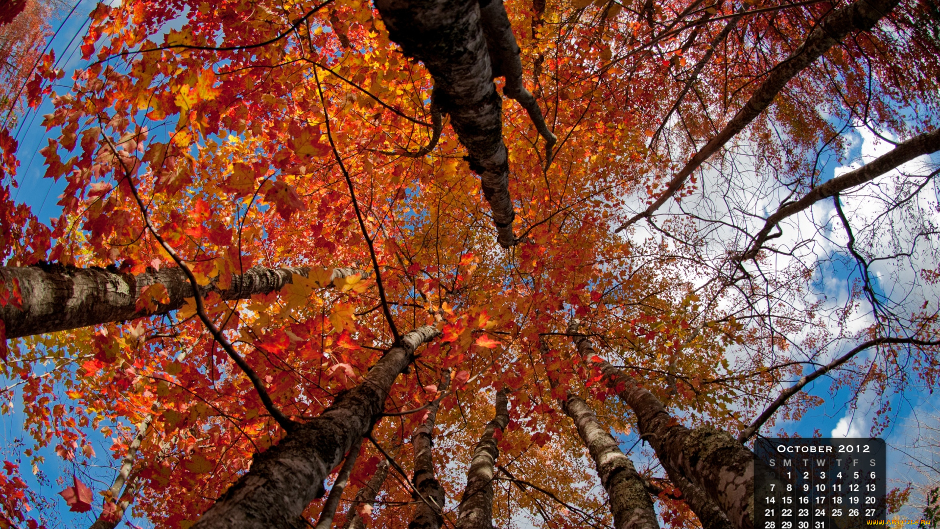календари, природа, деревья, крона, осень