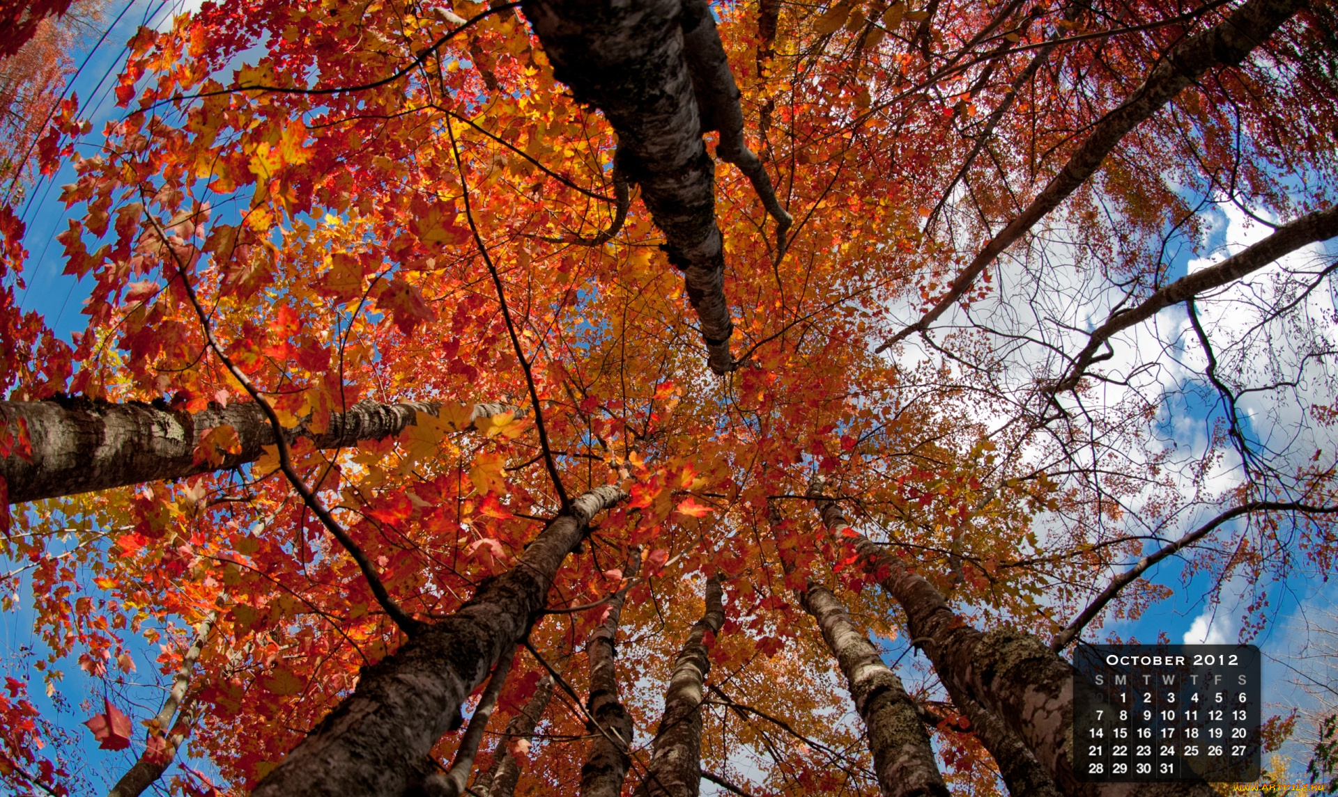 календари, природа, деревья, крона, осень