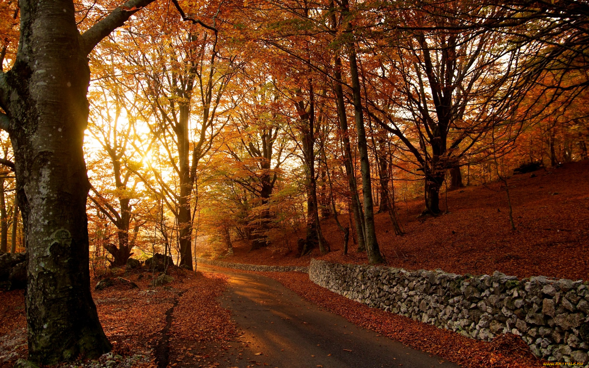 autumn, природа, дороги, желтая, листва, дорога, лес, осень