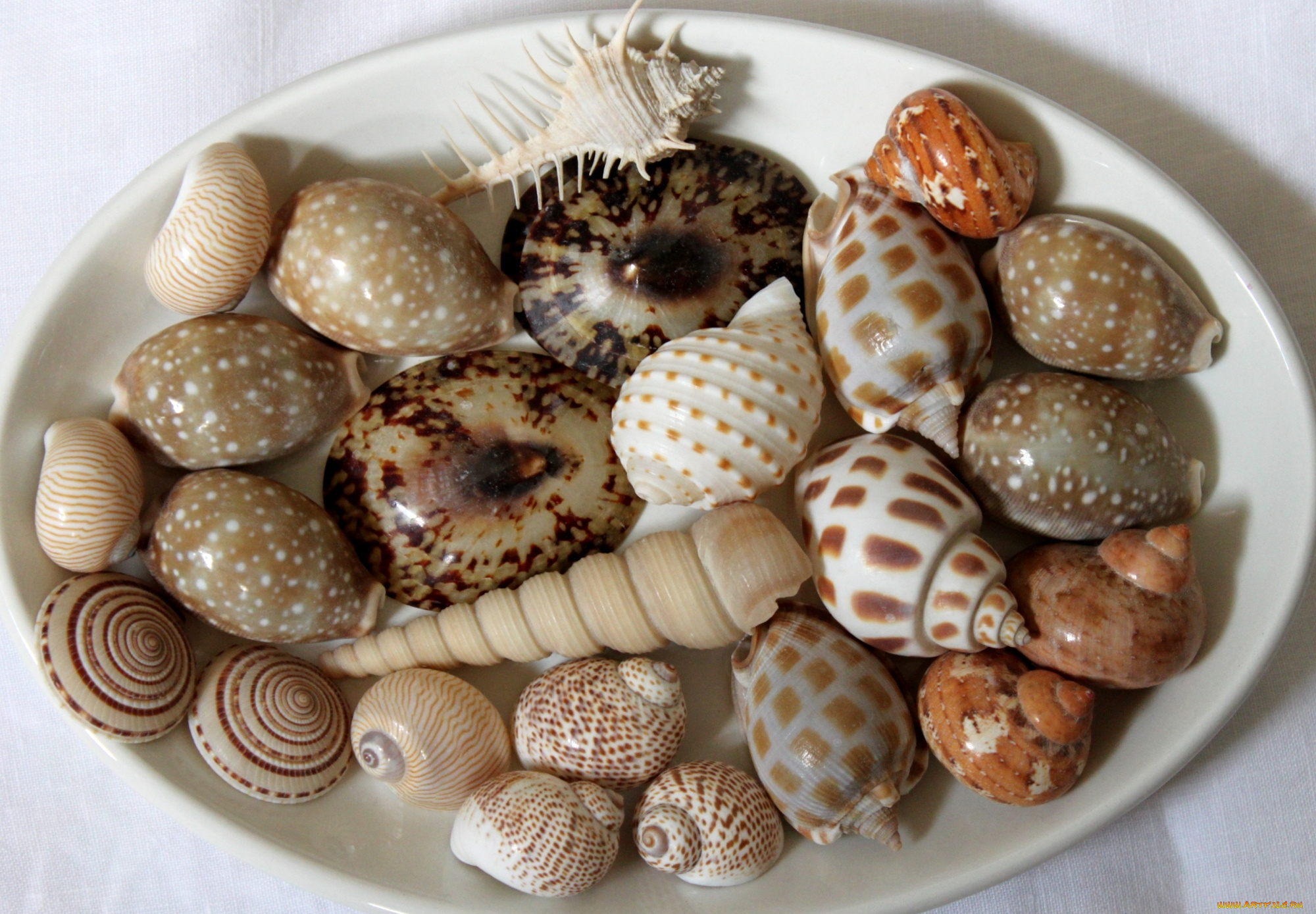 разное, ракушки, кораллы, декоративные, spa, камни, блюдо