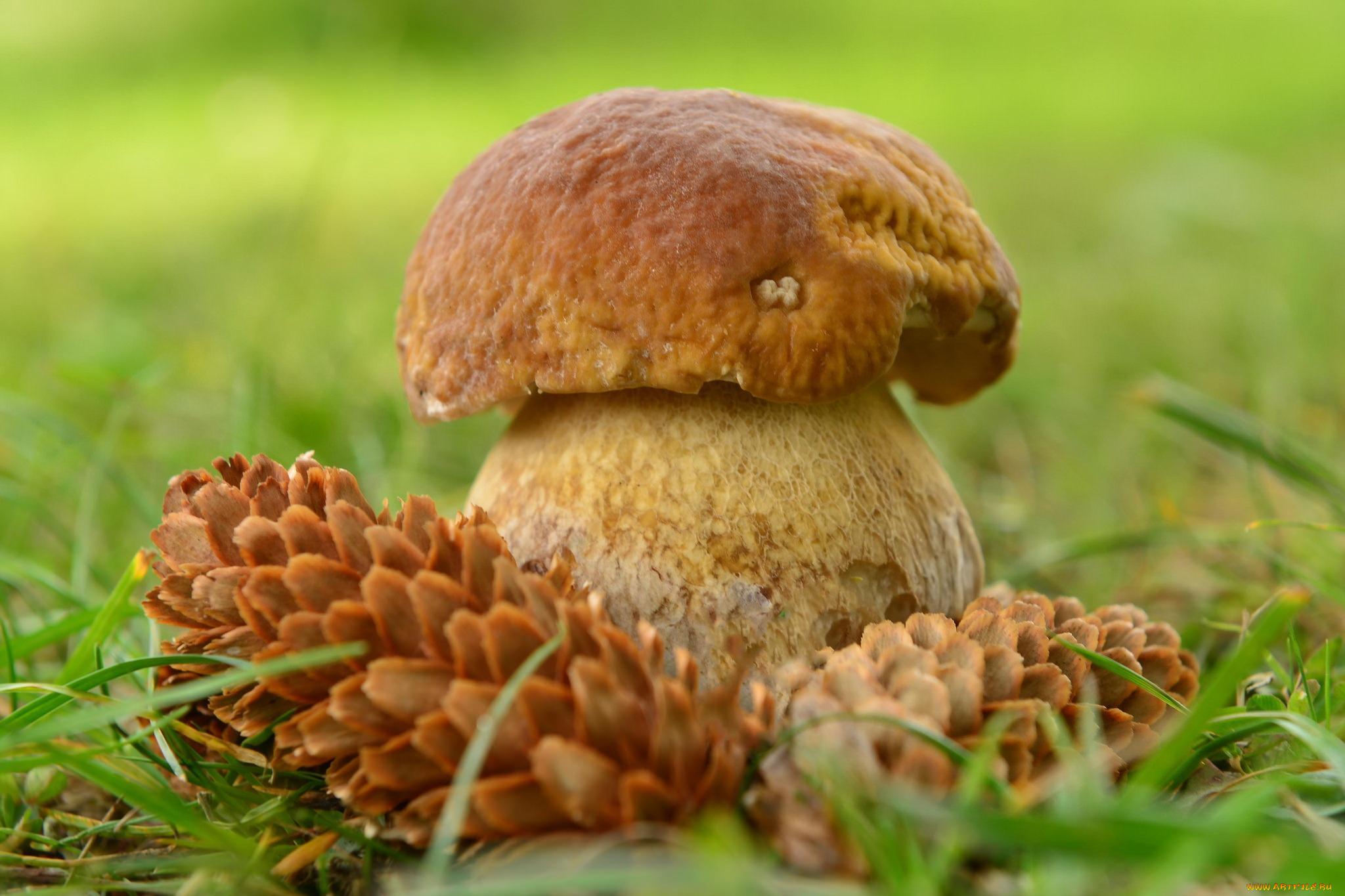 природа, грибы, осень, гриб