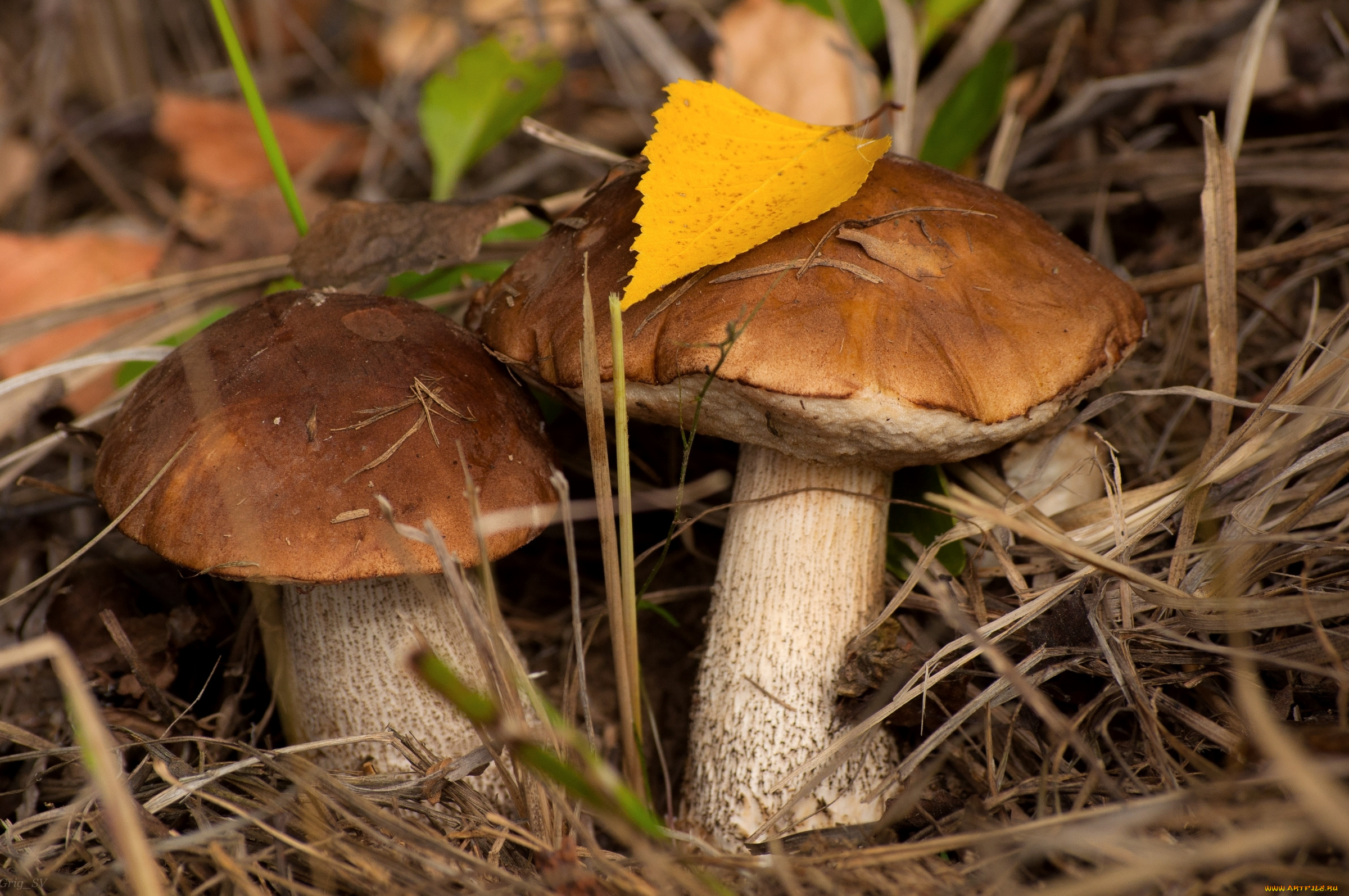 природа, грибы, осень, пара, подберезовик